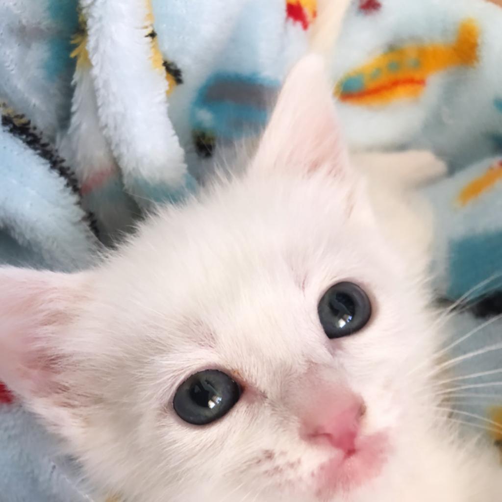 Will (Niffler), a Adoptable American Shorthair in Long Beach, CA image 6/6