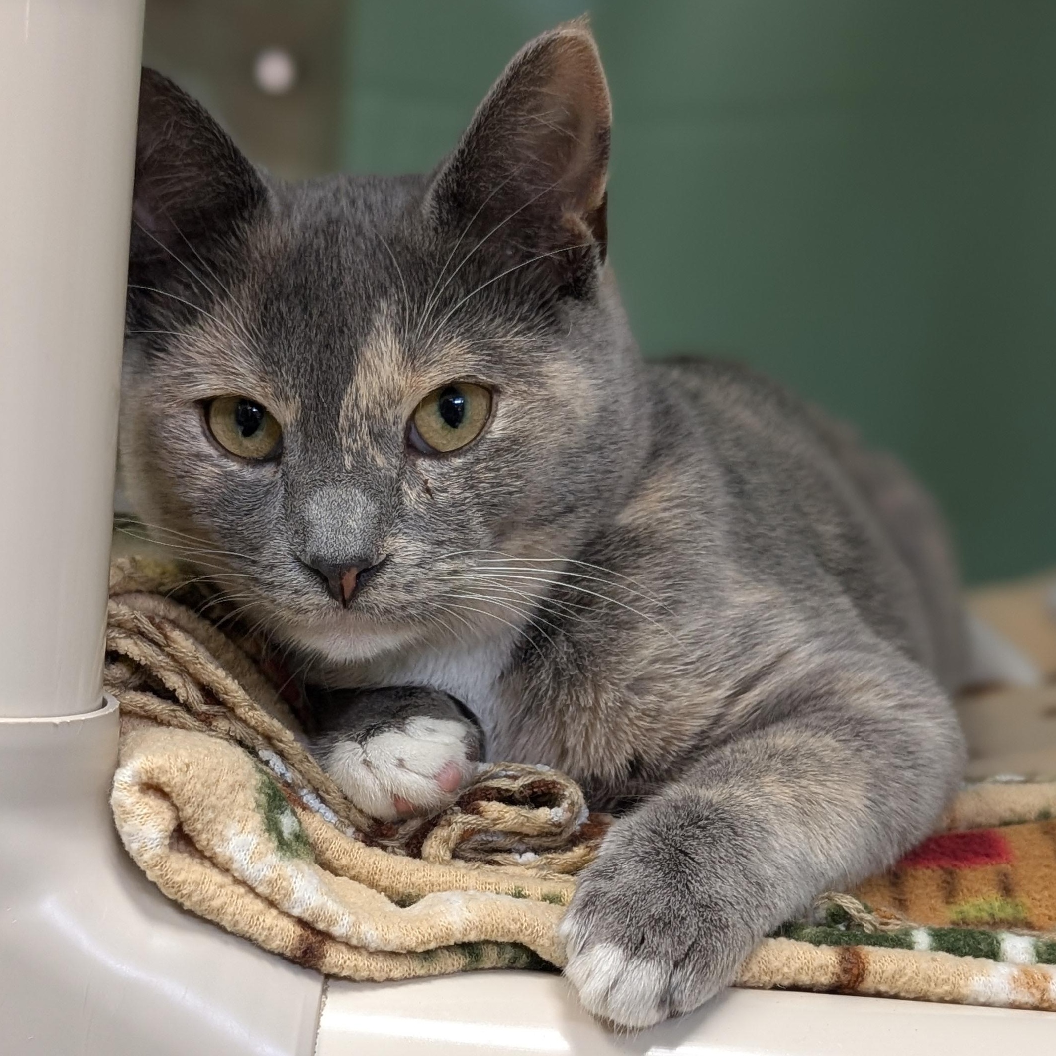 Enlarge Liesl, an adopted Domestic Short Hair in Jefferson, WI image 3/4