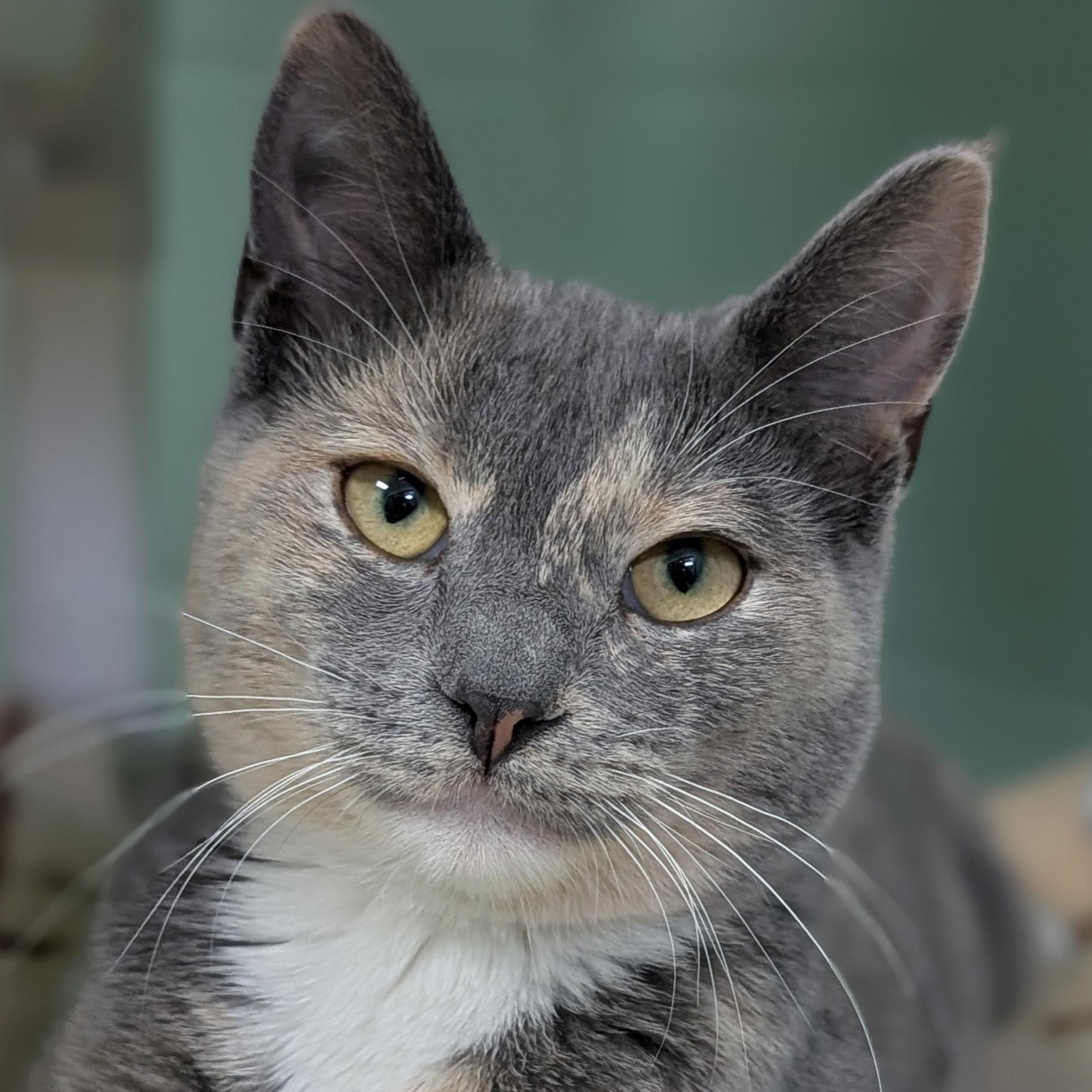 Enlarge Liesl, an adopted Domestic Short Hair in Jefferson, WI image 1/4