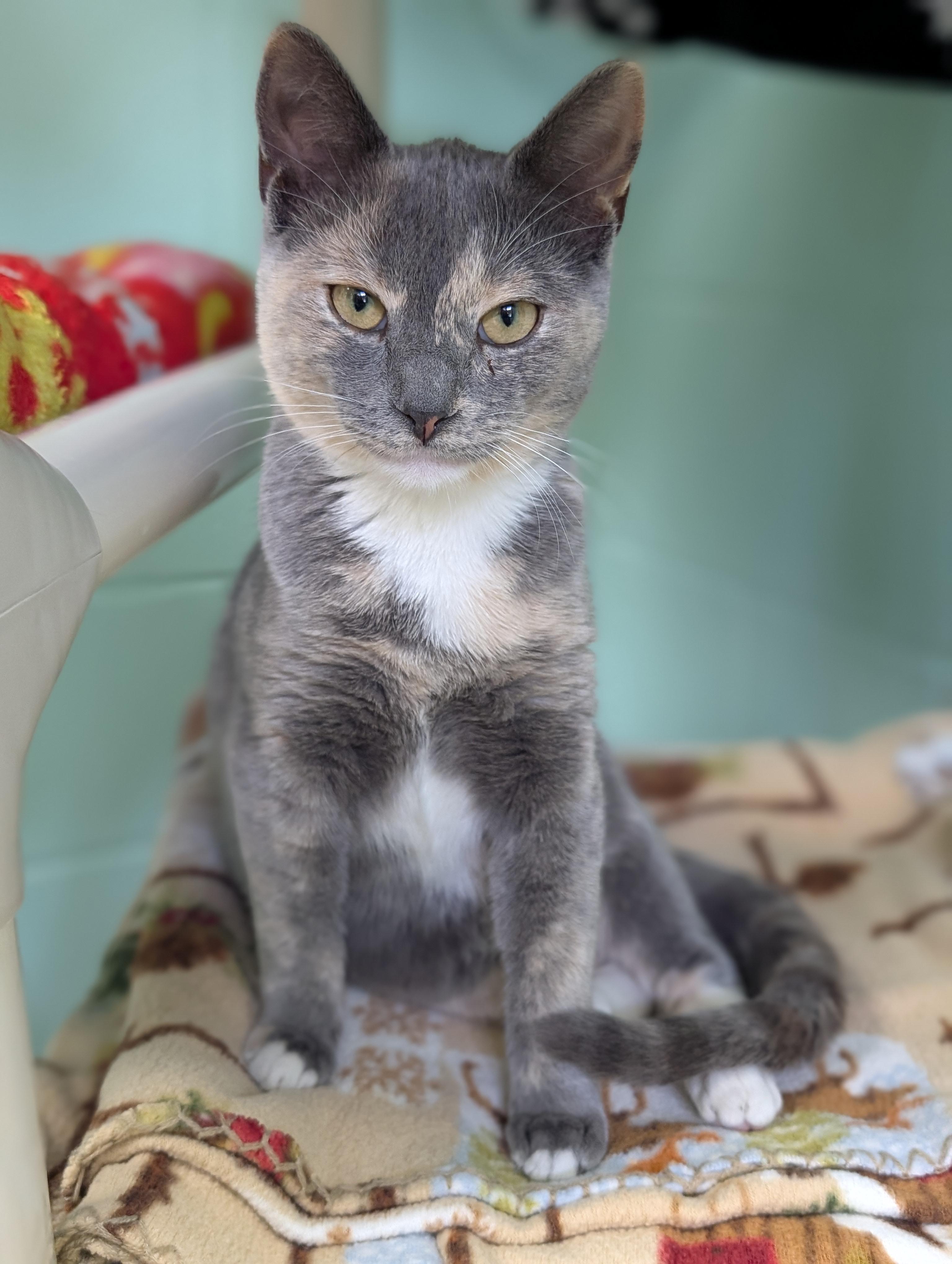 Enlarge Liesl, an adopted Domestic Short Hair in Jefferson, WI image 4/4