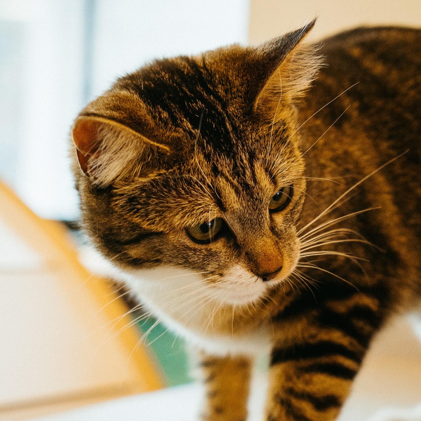 Momo, a Adoptable Domestic Short Hair in Jackson, WY image 3/5