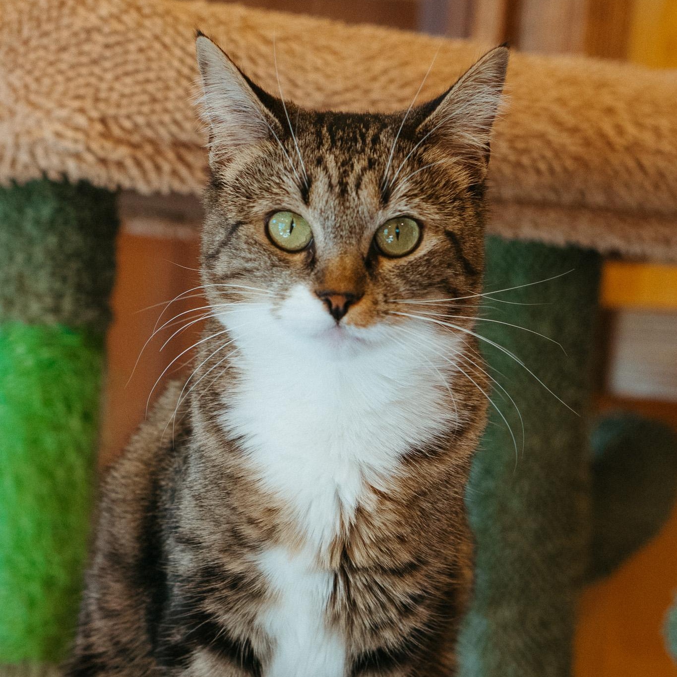 Momo, a Adoptable Domestic Short Hair in Jackson, WY image 1/5