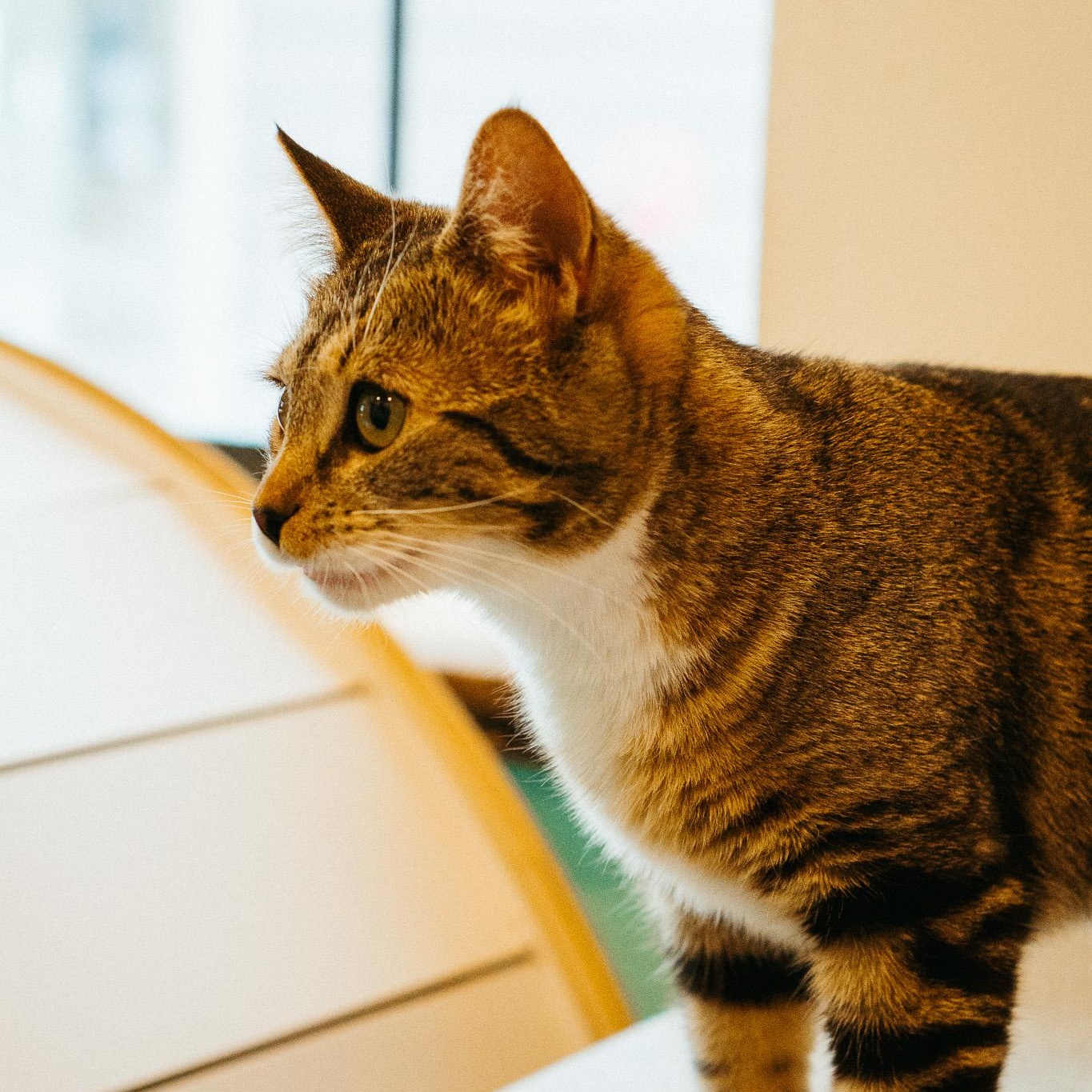 Momo, a Adoptable Domestic Short Hair in Jackson, WY image 5/5