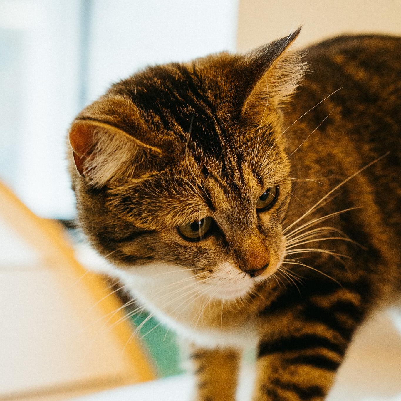 Momo, a Adoptable Domestic Short Hair in Jackson, WY image 4/5