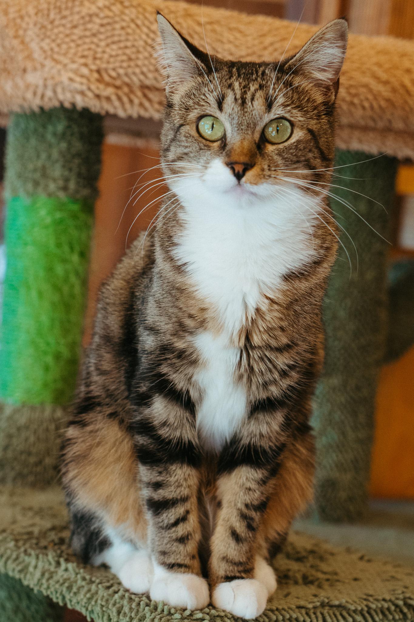 Momo, a Adoptable Domestic Short Hair in Jackson, WY image 2/5
