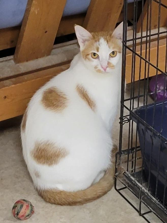 Hansel, Adoptable, Young Male Domestic Short Hair.