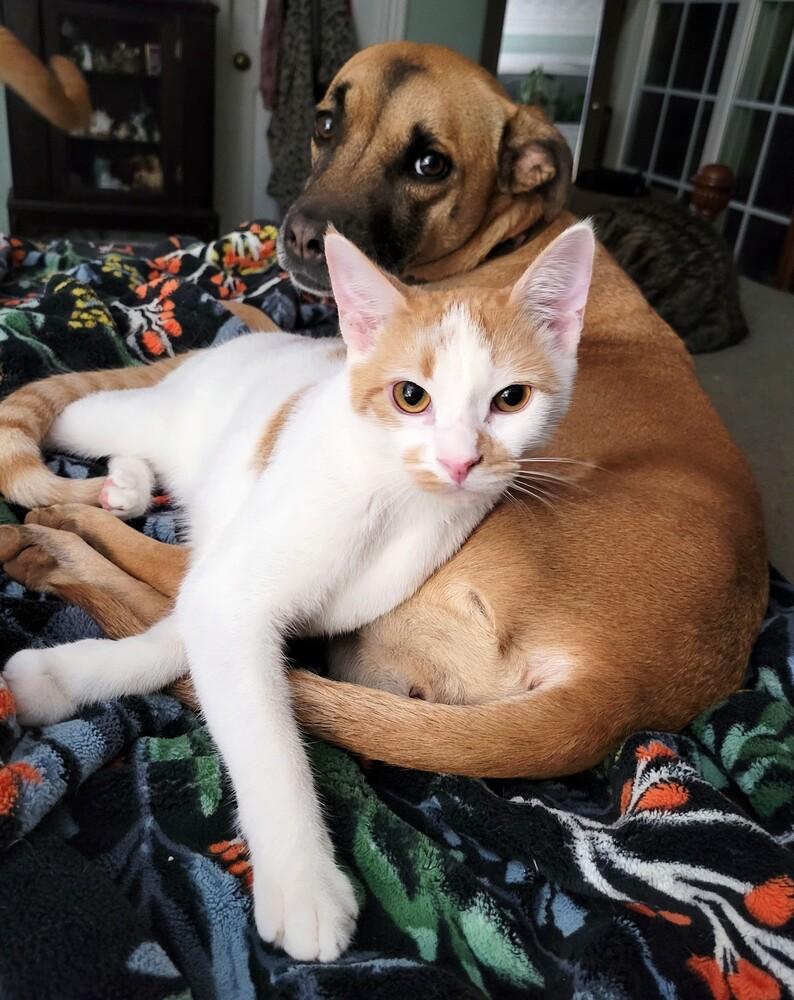 Hansel, Adoptable, Young Male Domestic Short Hair.