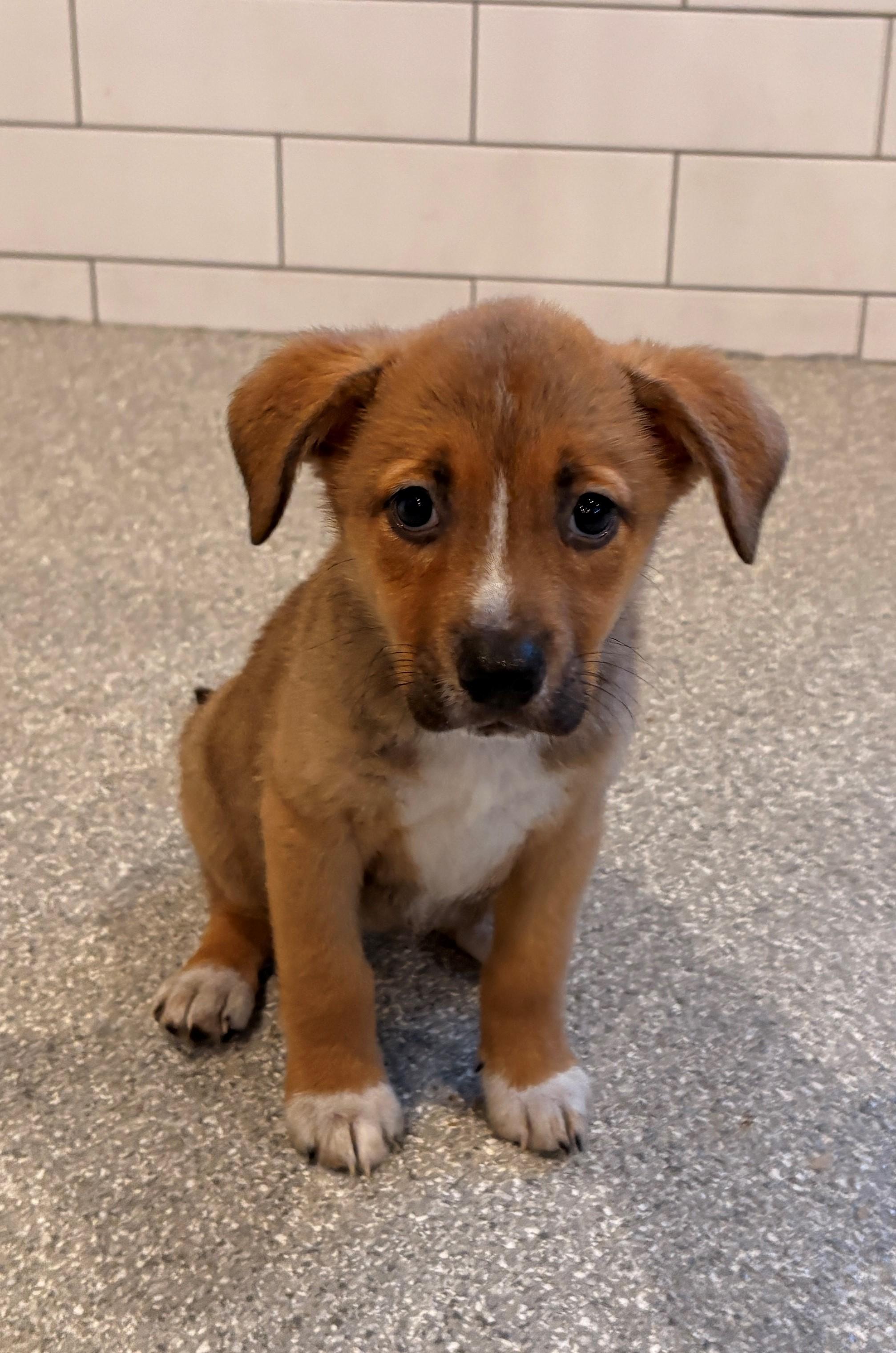 Enlarge Mabel, an adopted mixed breed in Minneapolis, MN image 5/5