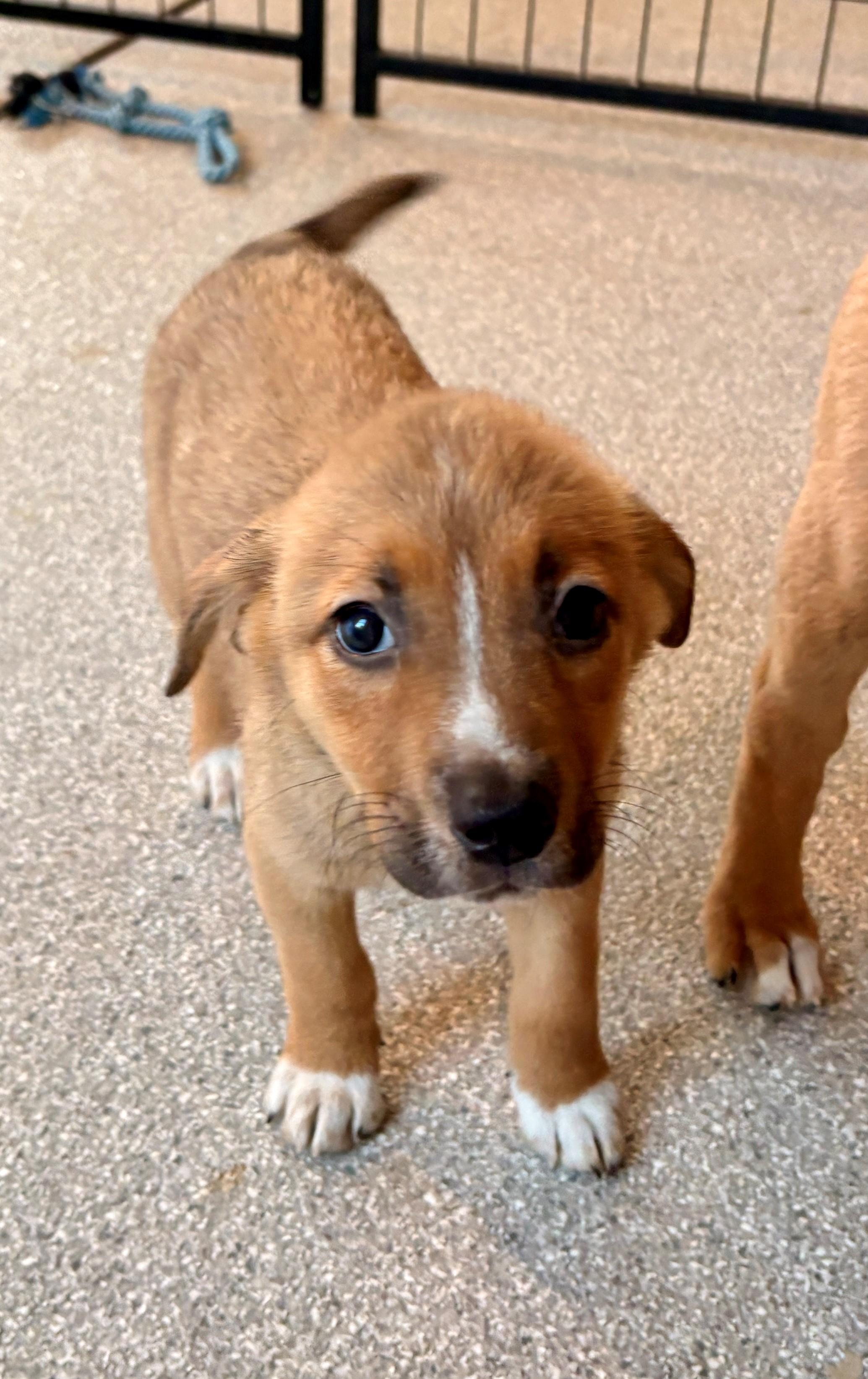 Enlarge Mabel, an adopted mixed breed in Minneapolis, MN image 2/5