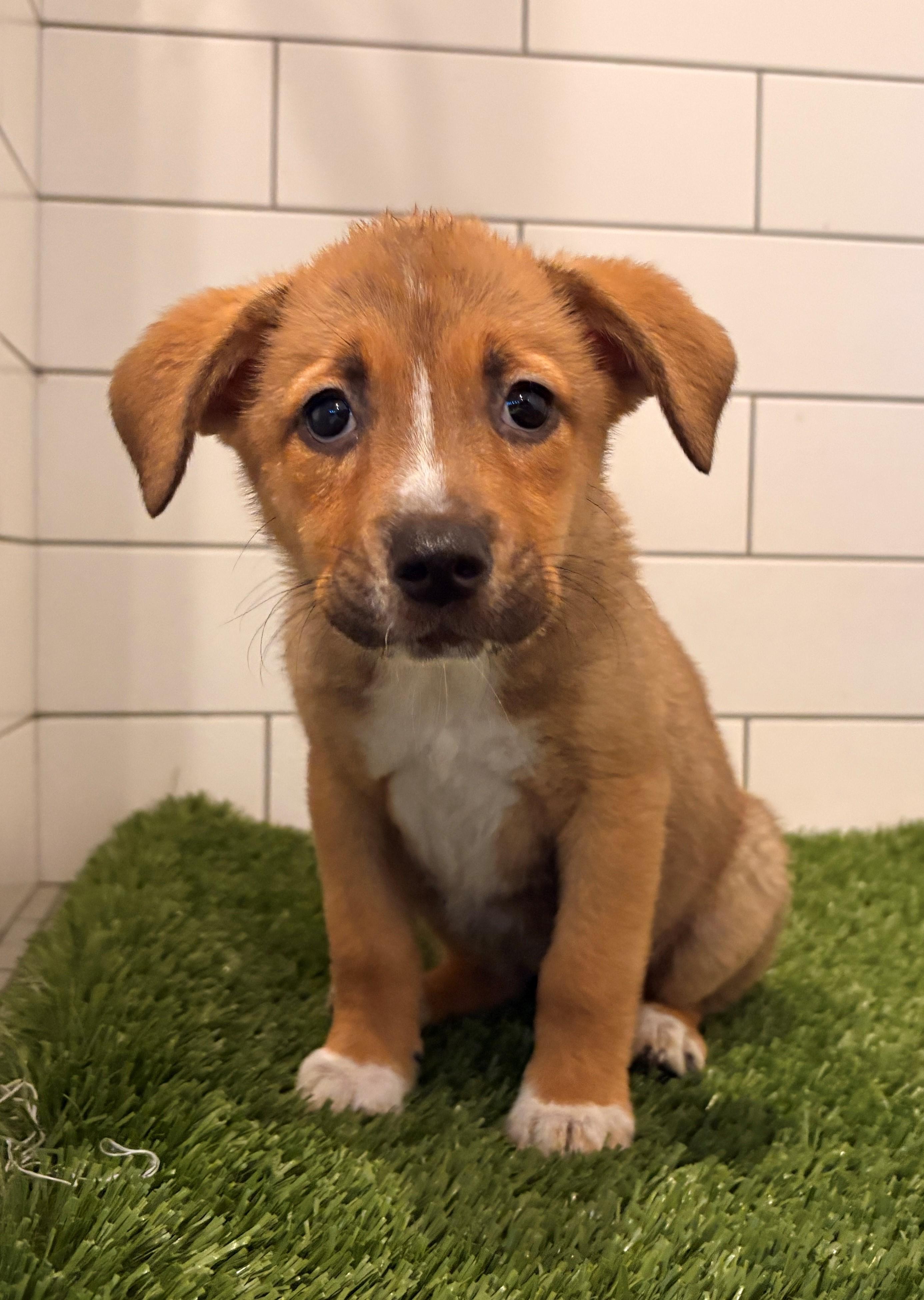 Enlarge Mabel, an adopted mixed breed in Minneapolis, MN image 1/5