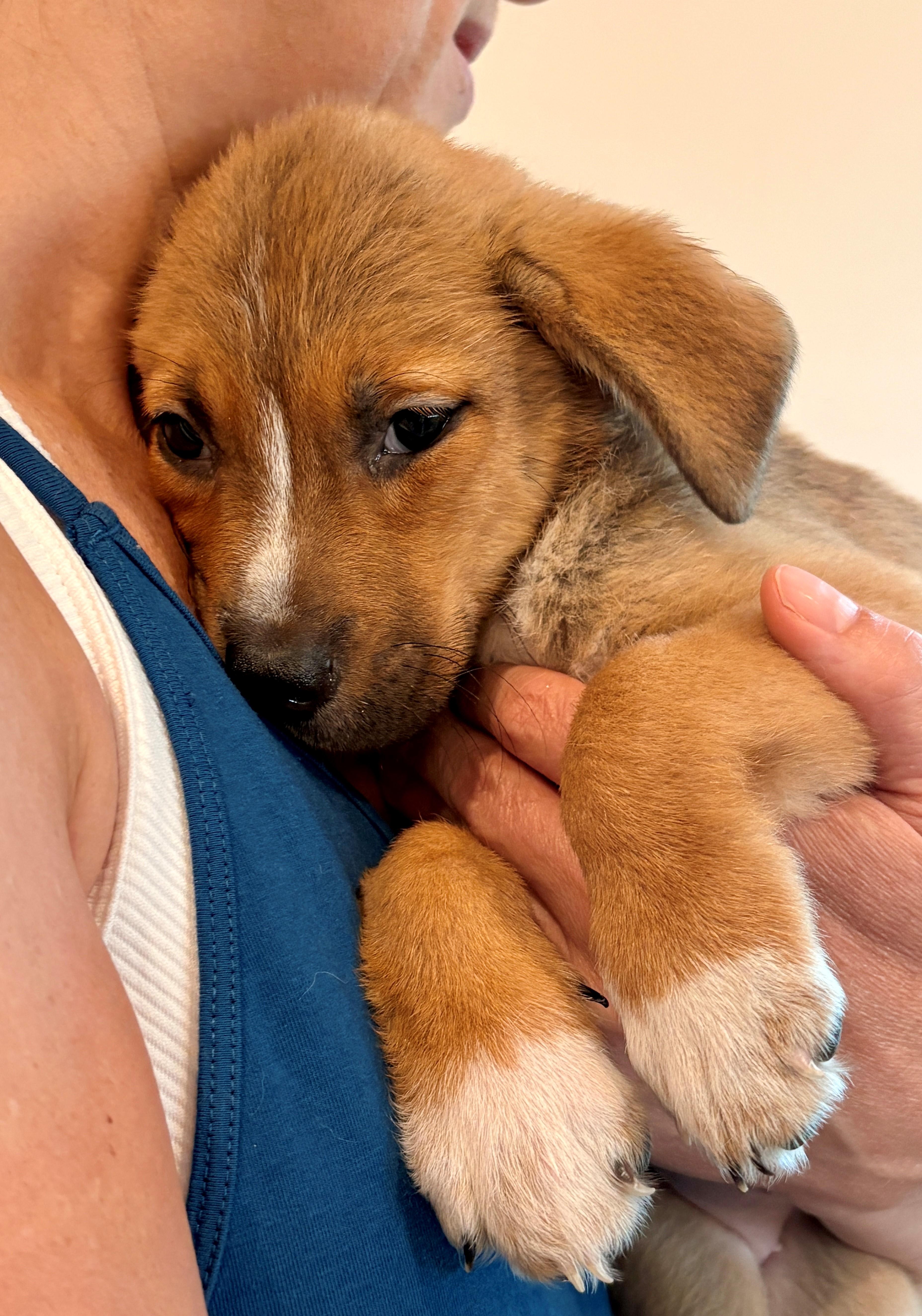 Enlarge Mabel, an adopted mixed breed in Minneapolis, MN image 4/5