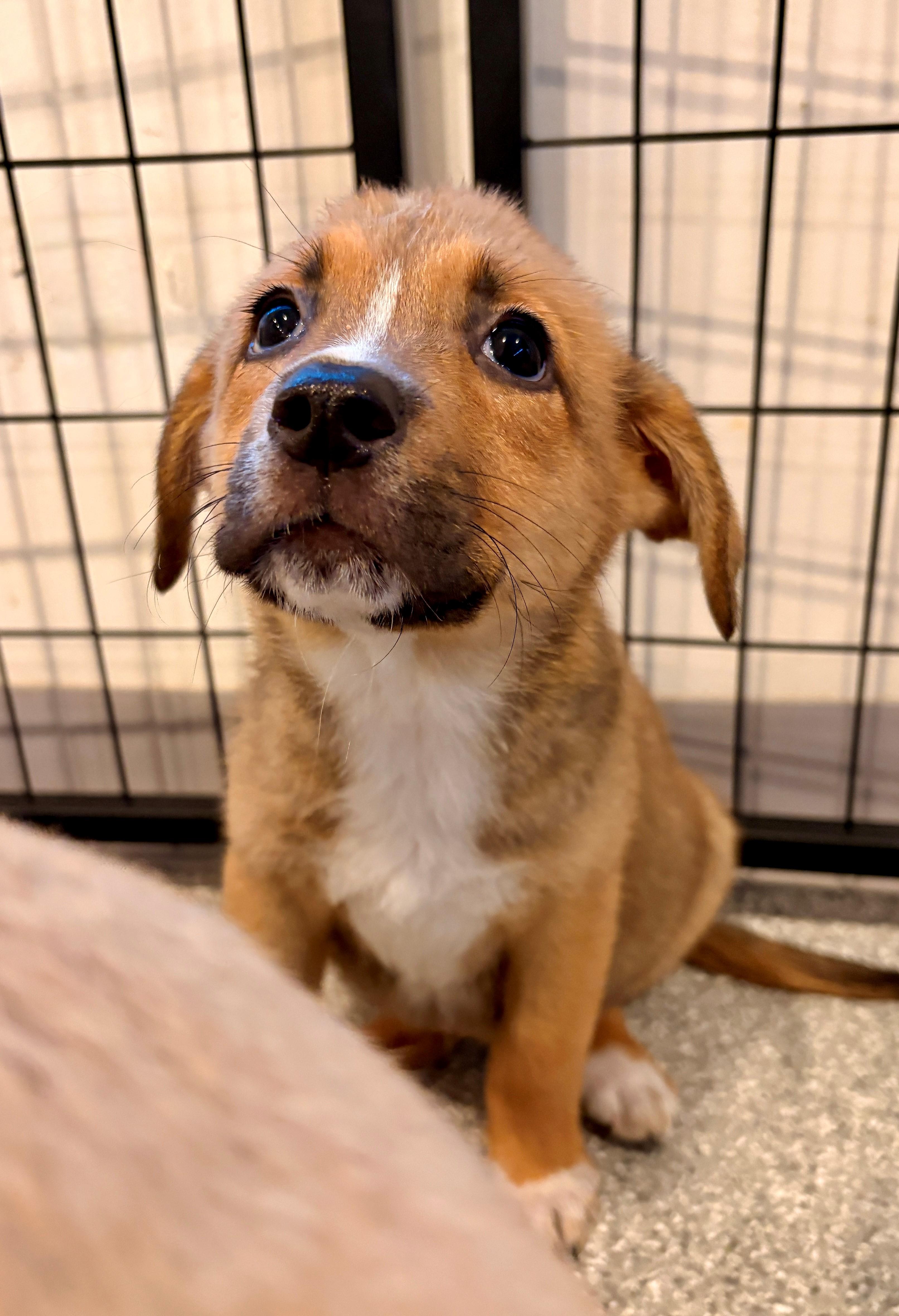 Enlarge Mabel, an adopted mixed breed in Minneapolis, MN image 3/5