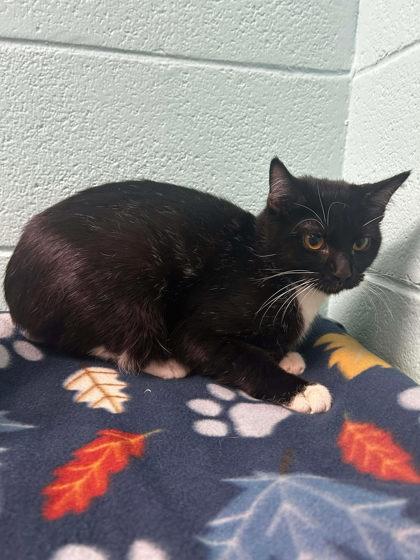 Polkydot, Adoptable, Adult Female Domestic Short Hair & Domestic Short Hair.