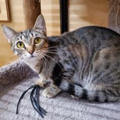 Enlarge Vidalia, a Adoptable mixed breed in Bulverde, TX image 1/3