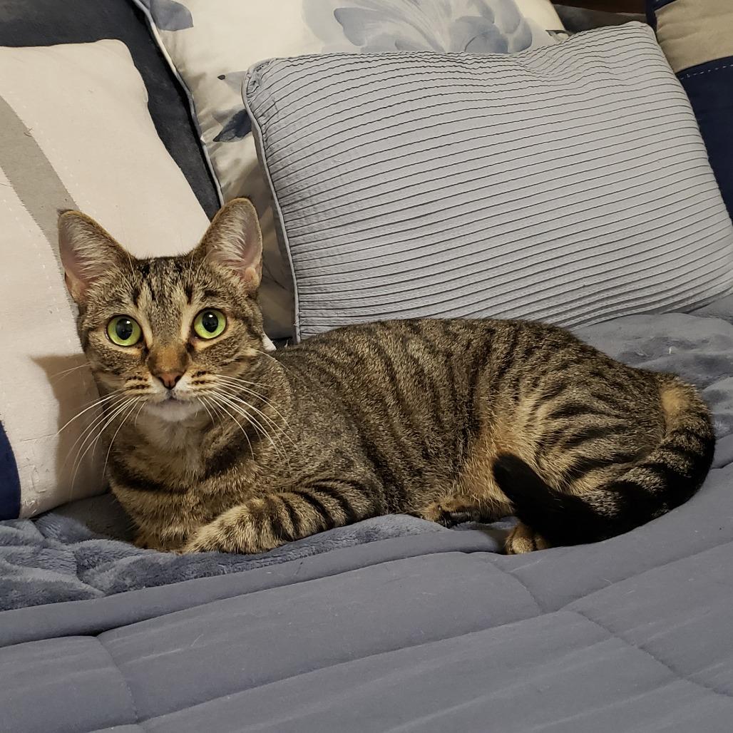 Vidalia, Adoptable, Adult Female Domestic Short Hair & Mixed Breed.