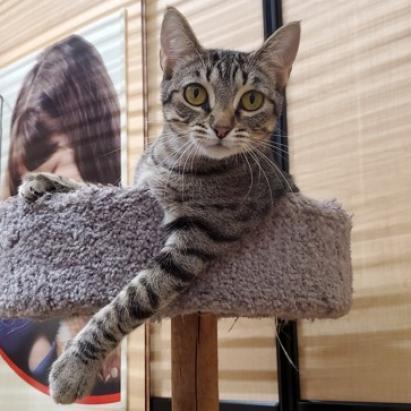 Enlarge Vidalia, a Adoptable mixed breed in Bulverde, TX image 2/3