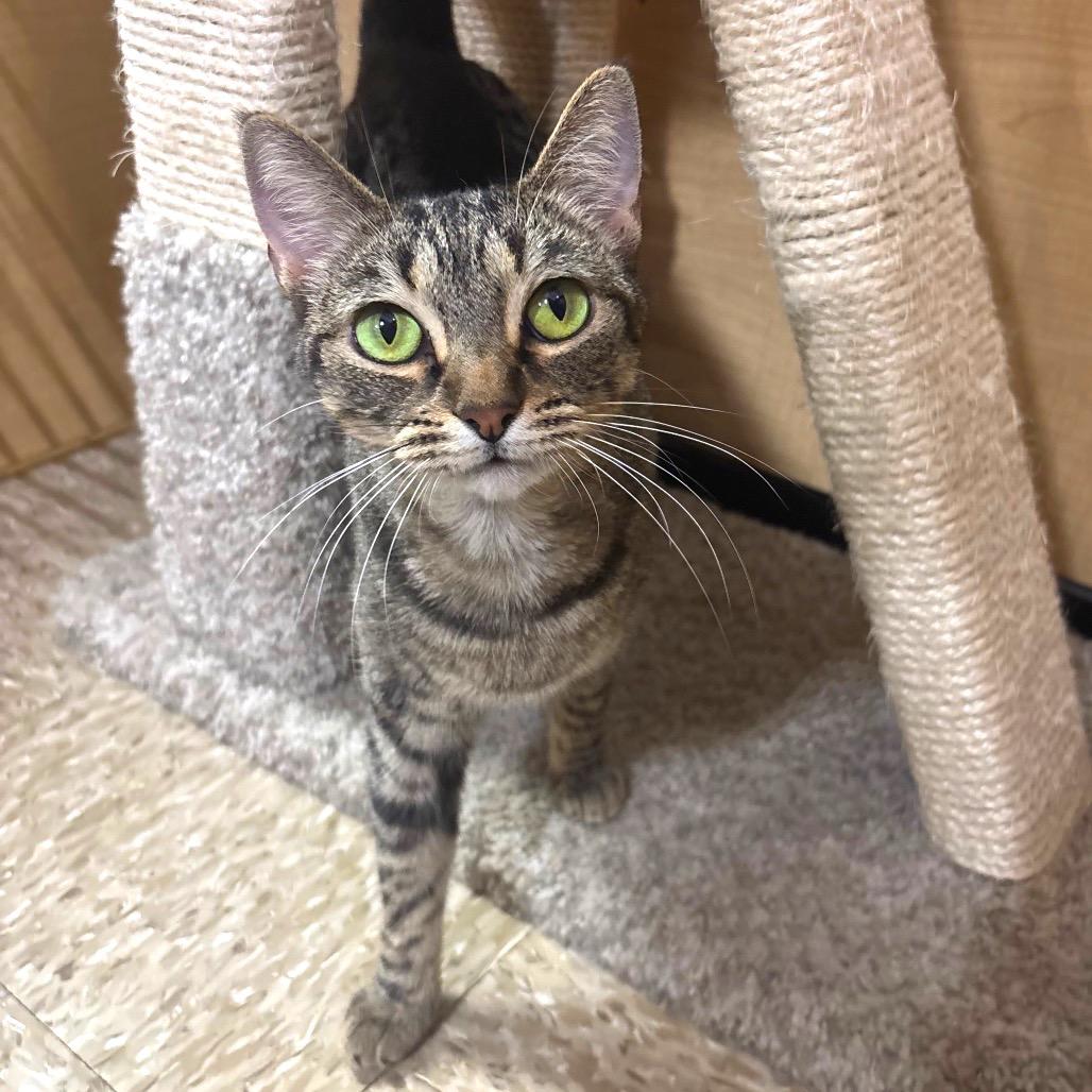 Vidalia, a Adoptable mixed breed in Bulverde, TX image 2/6