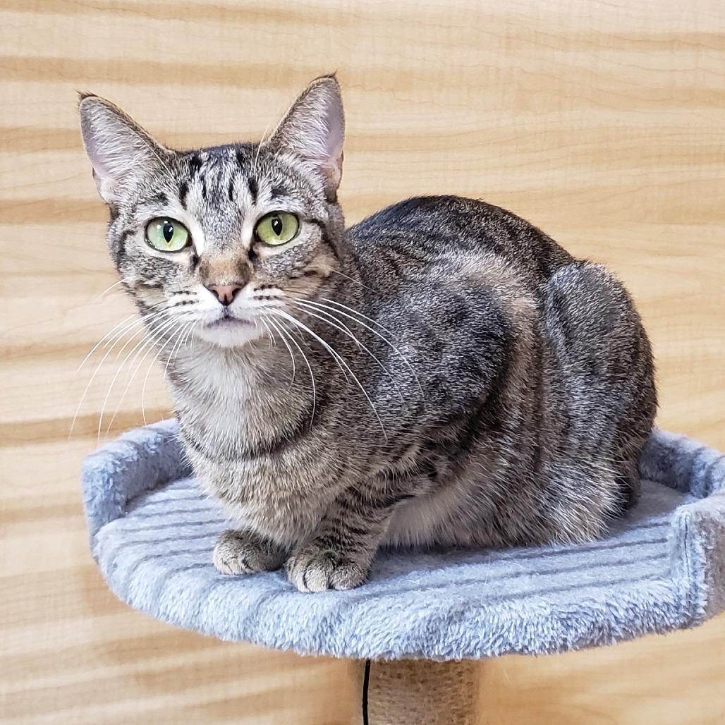 Vidalia, Adoptable, Adult Female Domestic Short Hair.