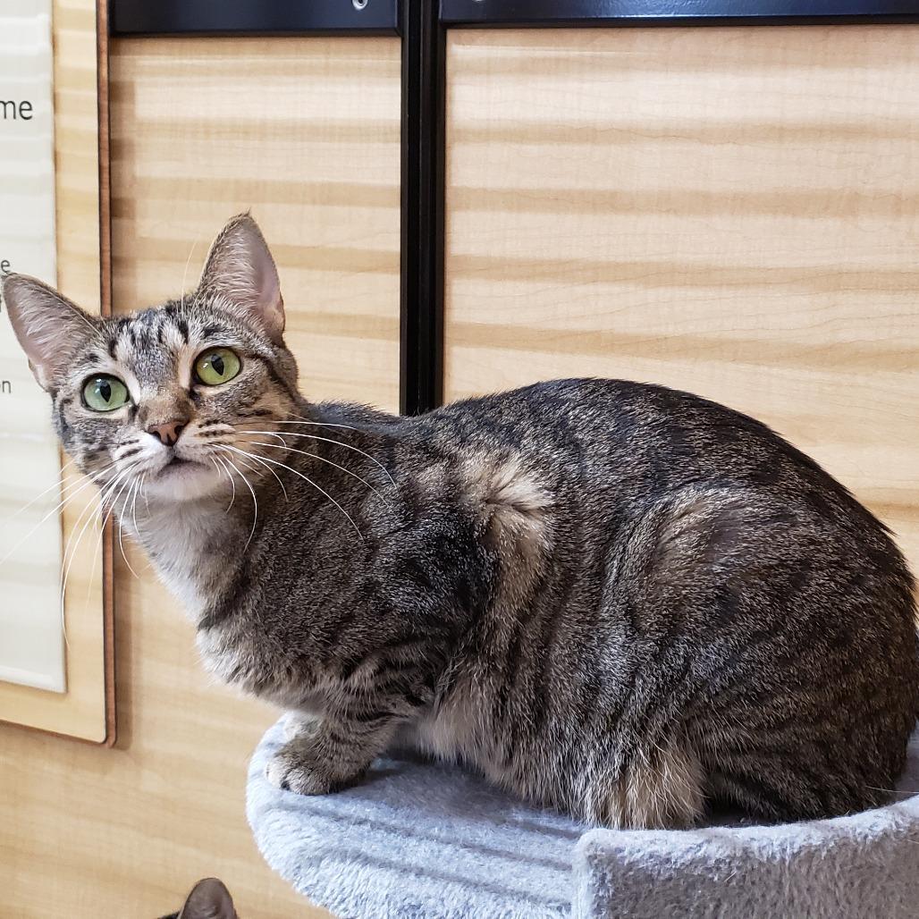 Enlarge Vidalia, a Adoptable mixed breed in Bulverde, TX image 4/4