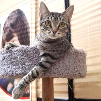 Enlarge Vidalia, a Adoptable mixed breed in Bulverde, TX image 3/4