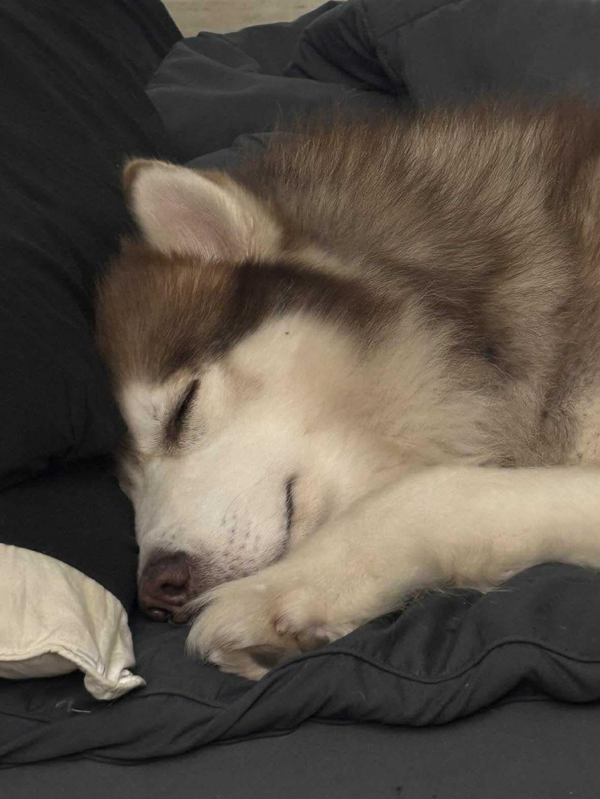 Enlarge Ekko, a Adoptable Siberian Husky in Gainesville, FL image 1/3