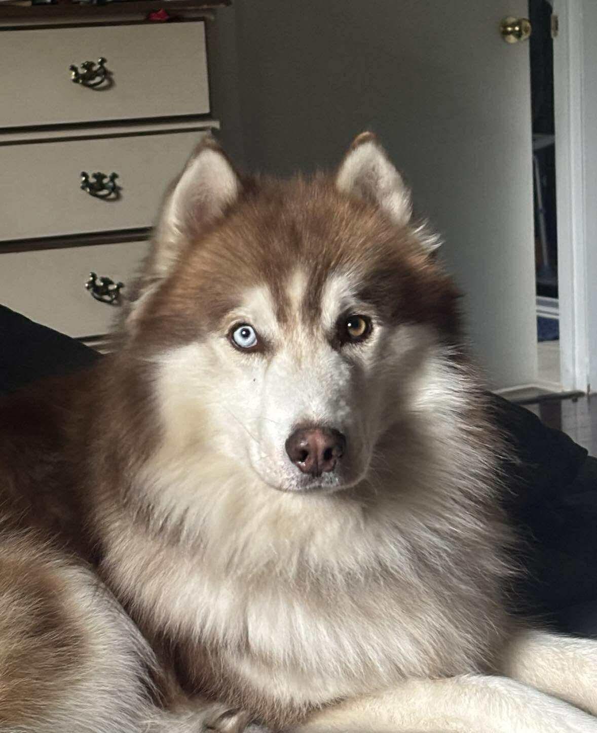 Ekko, adopted, Adult Male Siberian Husky.