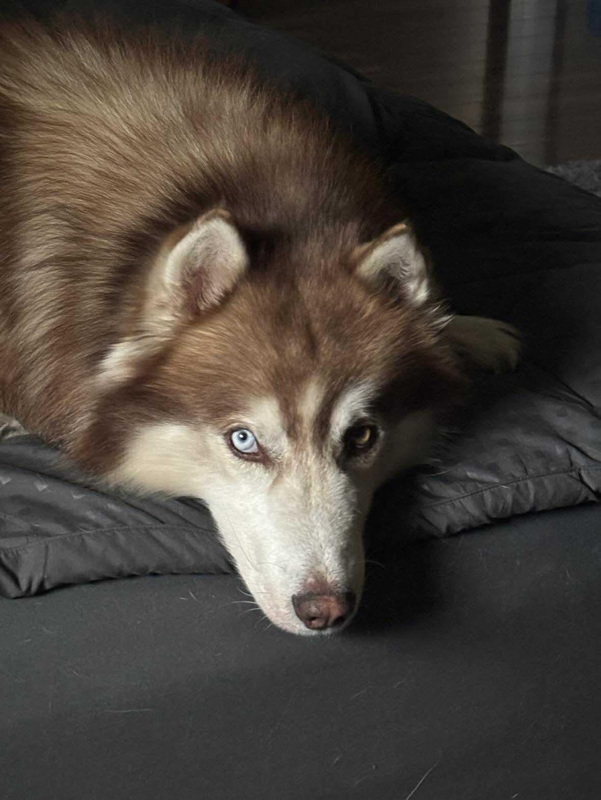 Enlarge Ekko, a Adoptable Siberian Husky in Gainesville, FL image 3/3