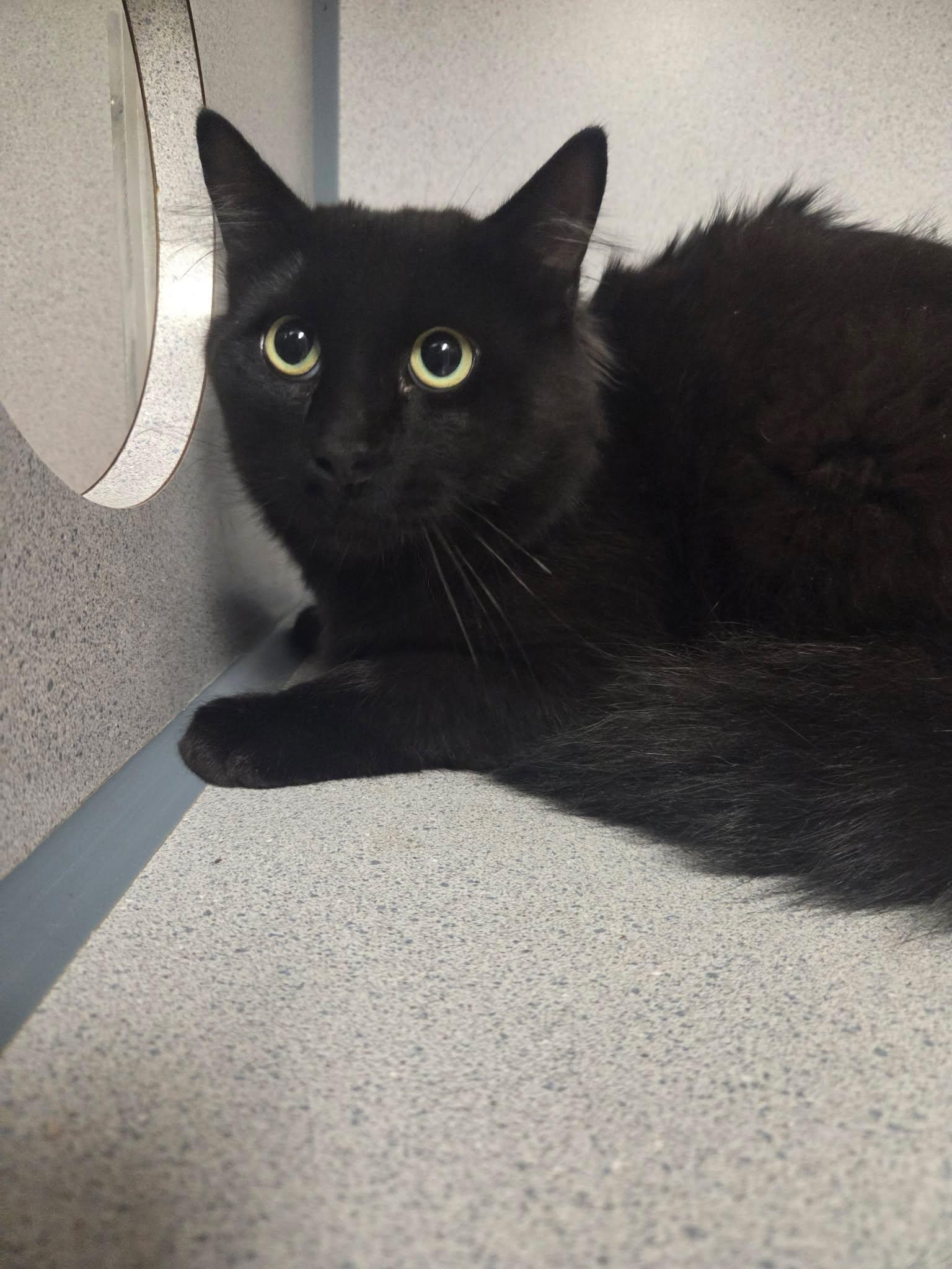 Shook, Adopted, Adult Male Domestic Short Hair.