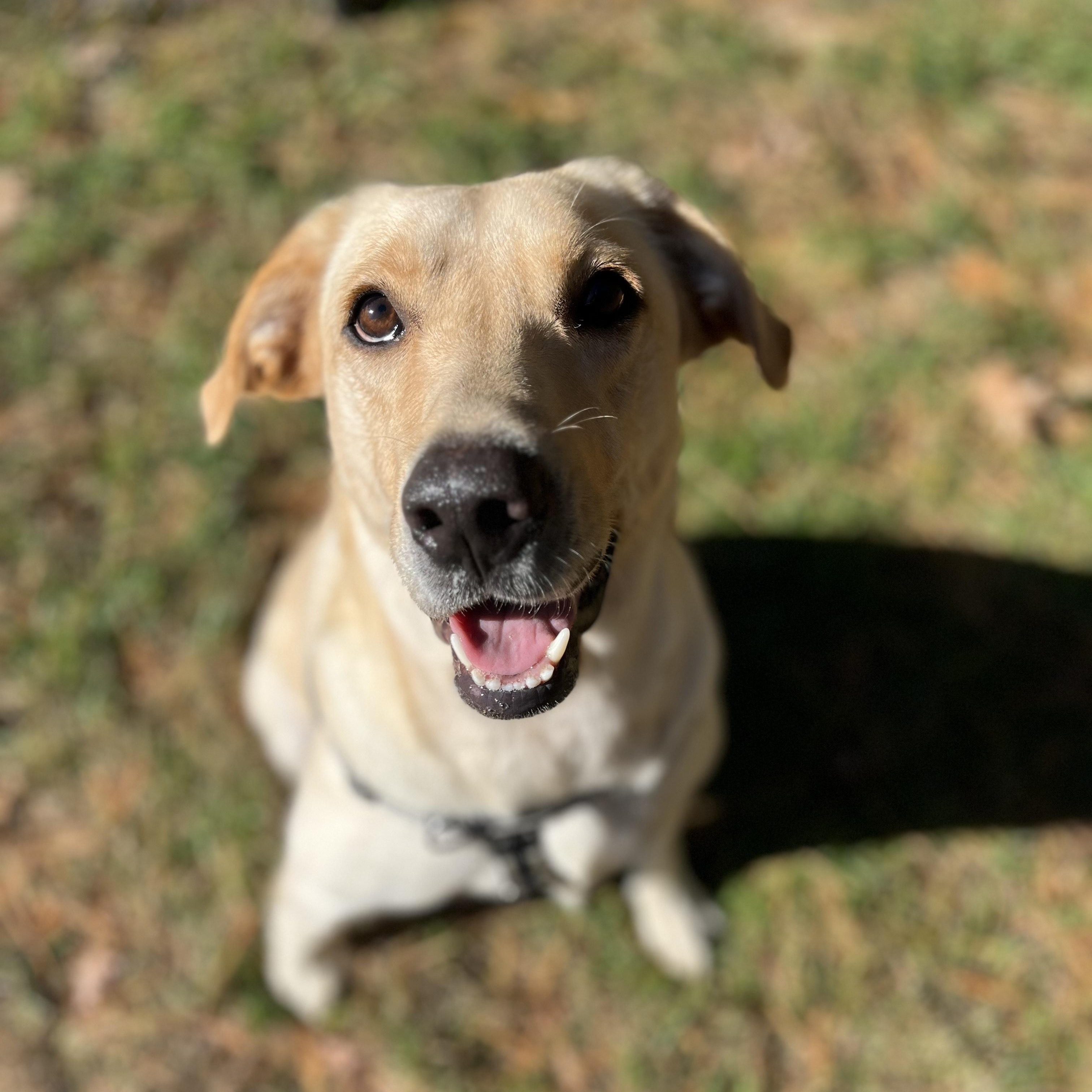 Enlarge Jolene, a Adopted mixed breed in Hollis, NH image 1/5