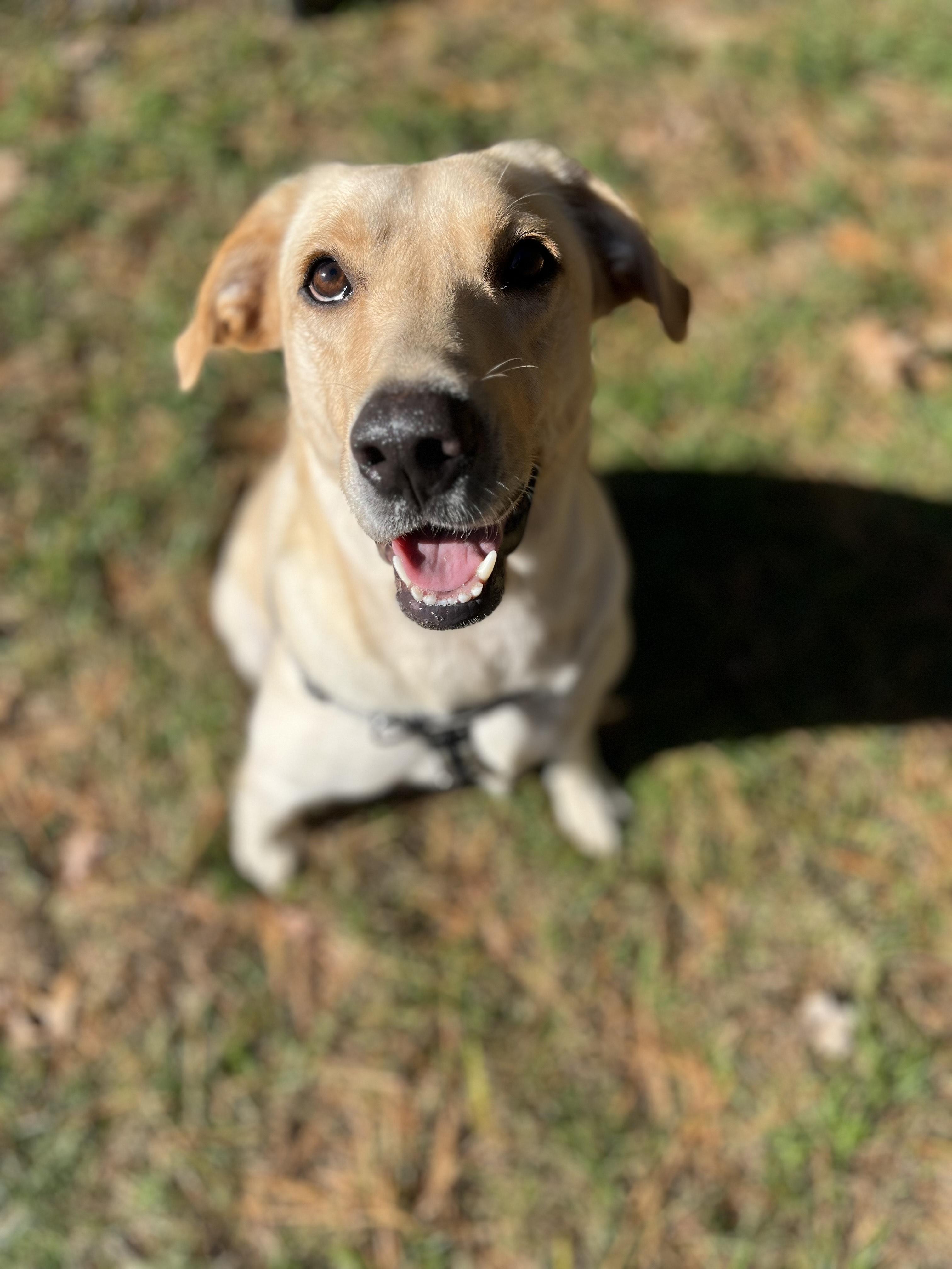Jolene