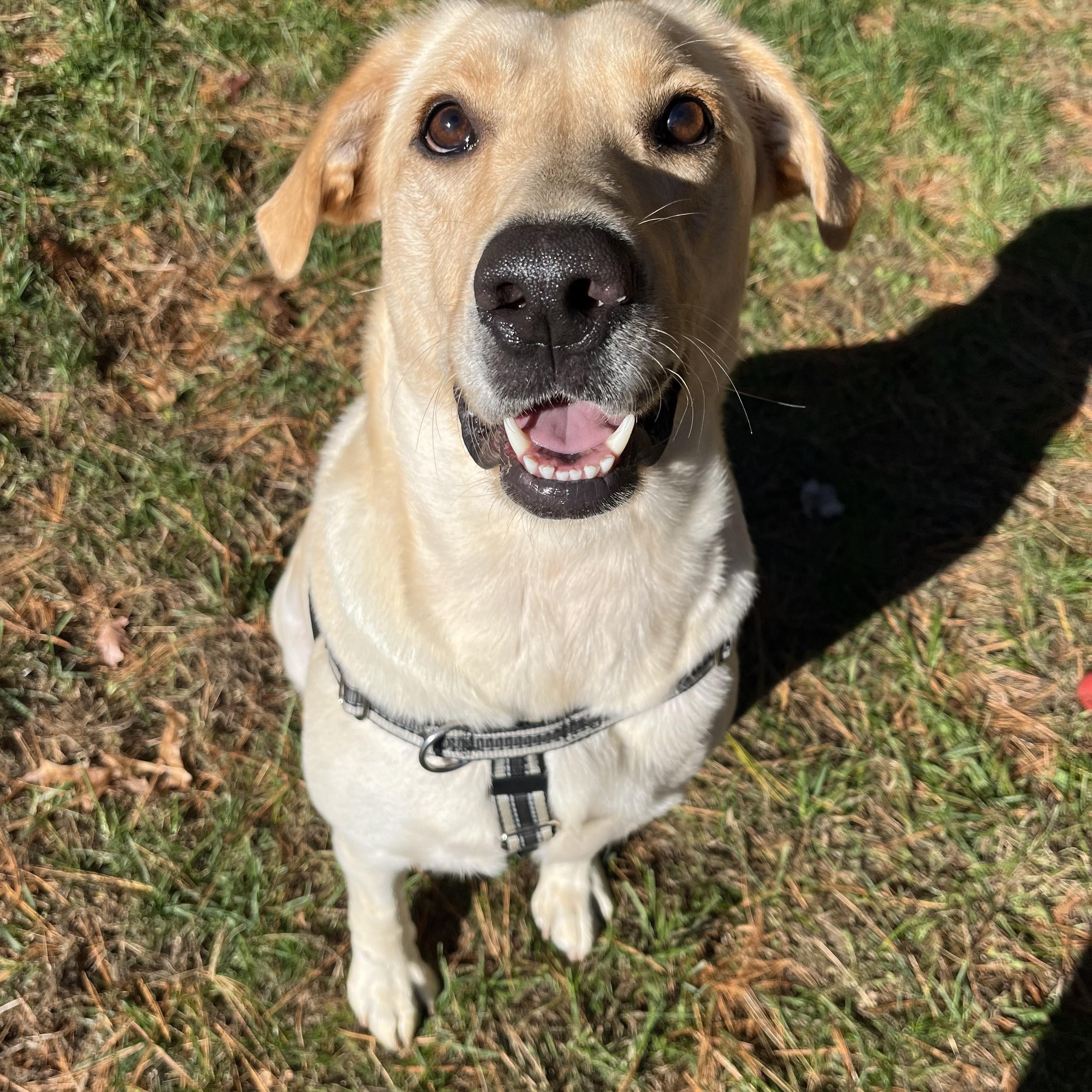 Enlarge Jolene, a Adopted mixed breed in Hollis, NH image 3/5