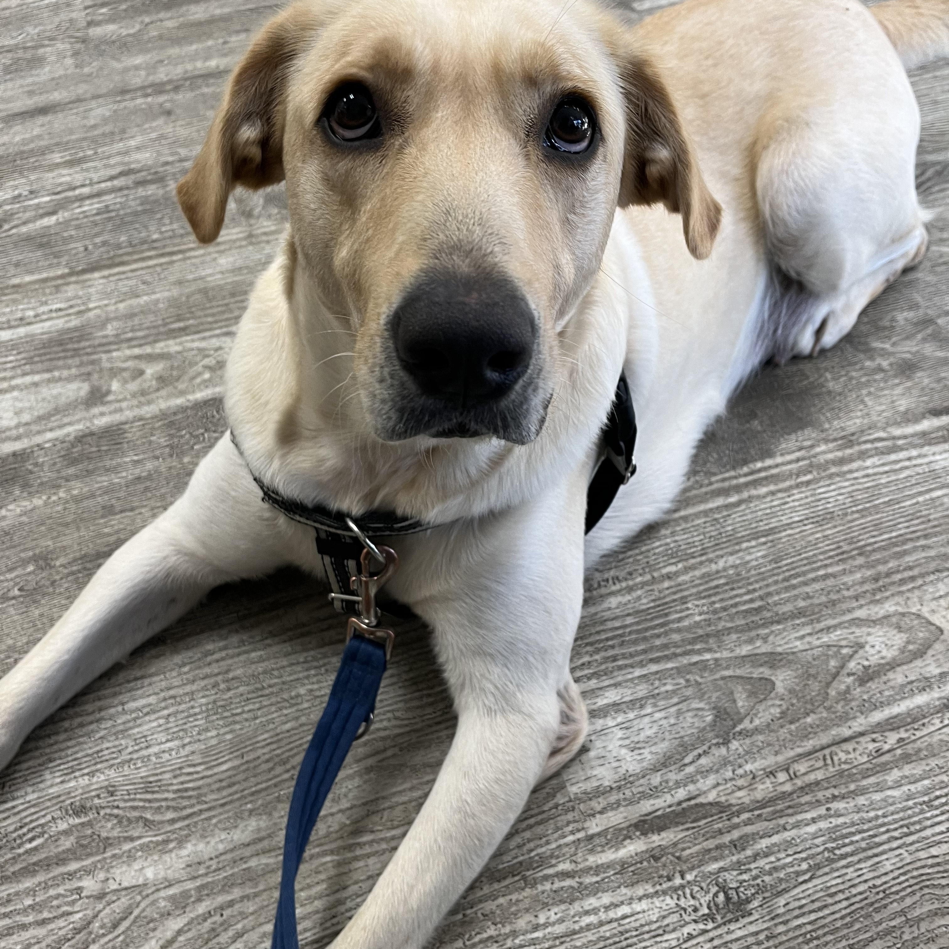 Enlarge Jolene, a Adopted mixed breed in Hollis, NH image 4/5