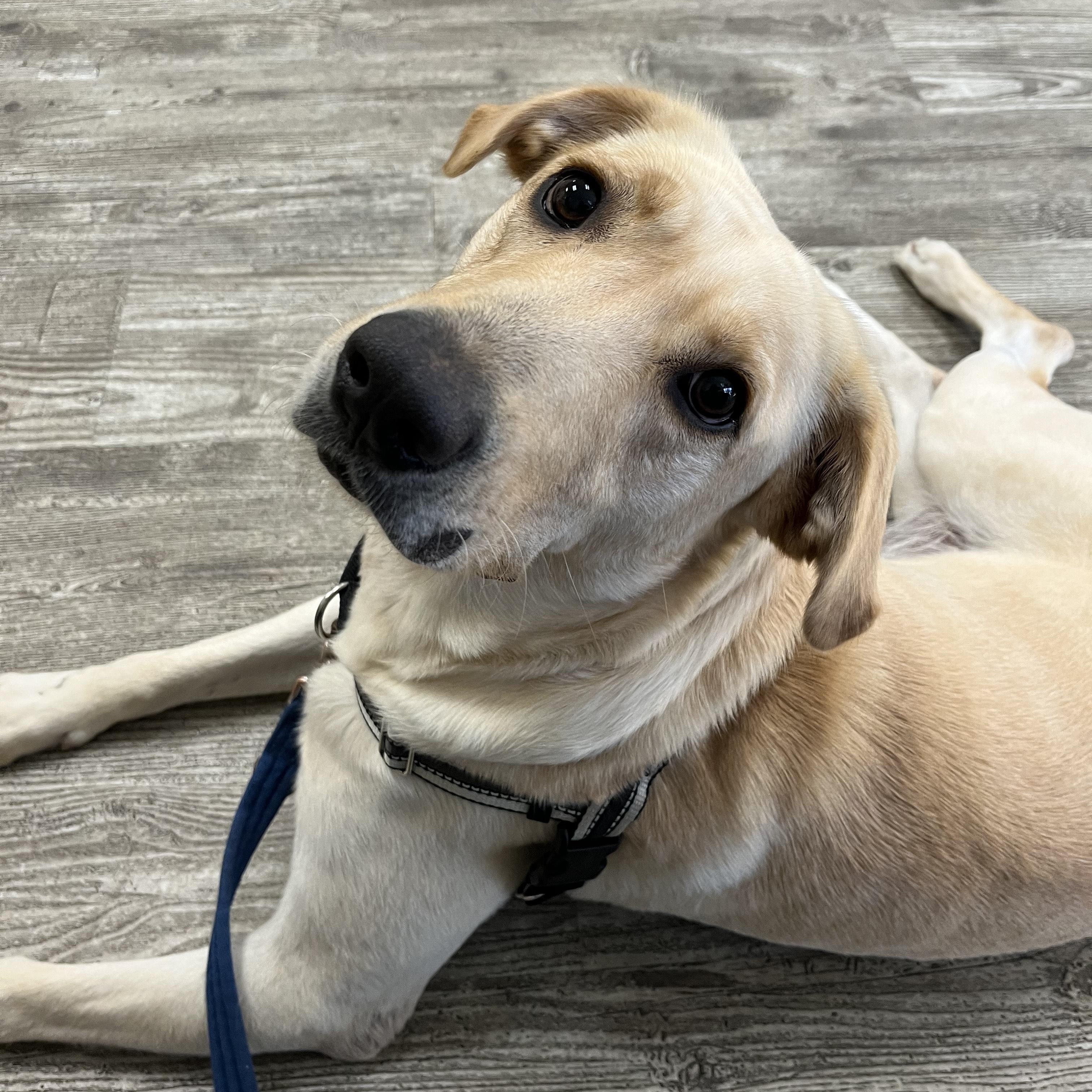 Enlarge Jolene, a Adopted mixed breed in Hollis, NH image 5/5