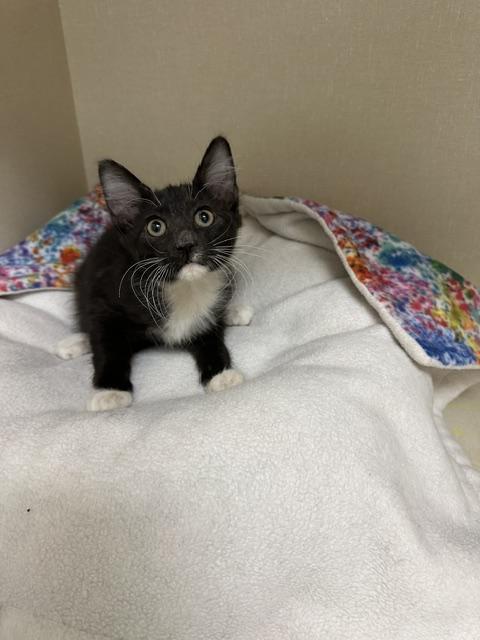 Jelly, Adoptable, Young Male Domestic Medium Hair.