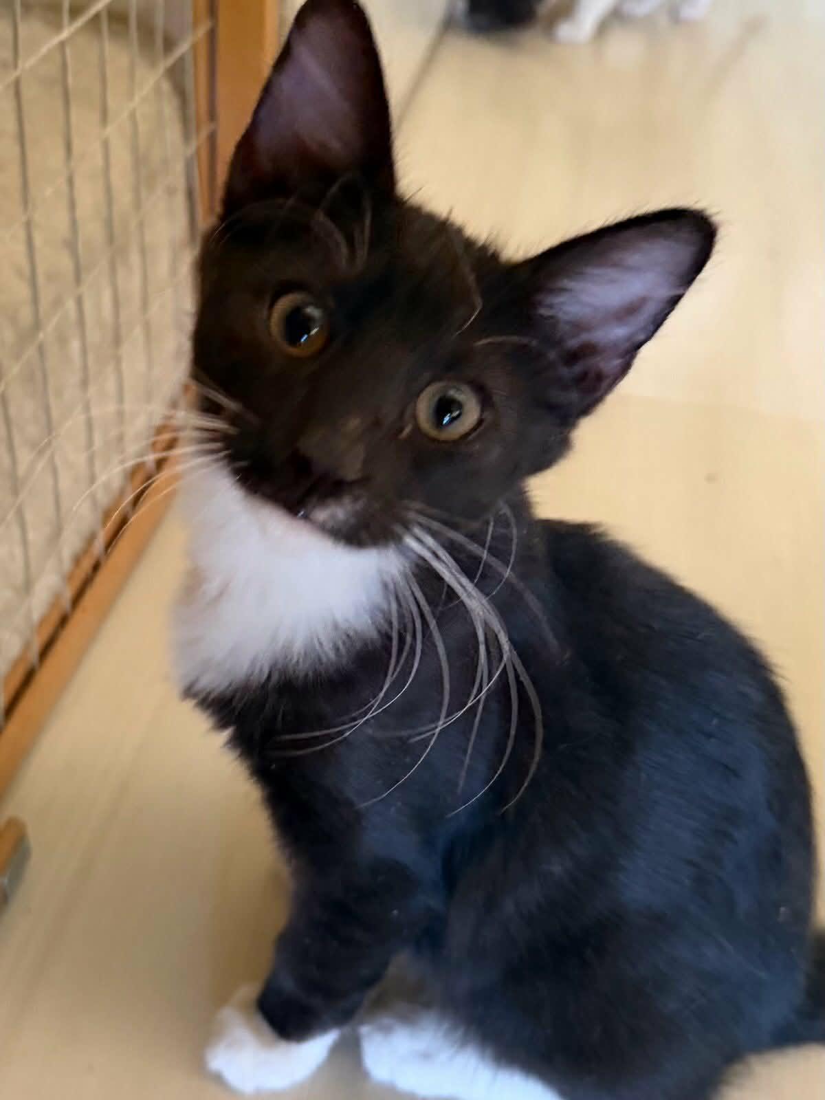 Enlarge Jelly, a Adoptable Domestic Medium Hair in Parlier, CA image 2/6