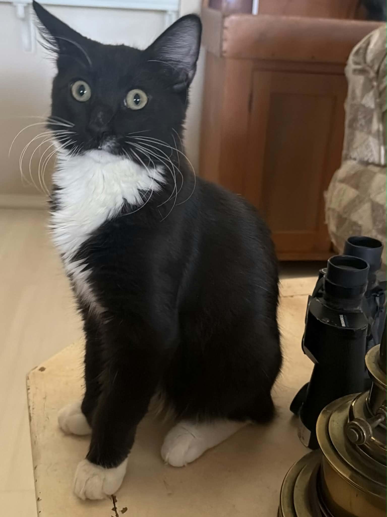 Enlarge Jelly, a Adoptable Domestic Medium Hair in Parlier, CA image 3/6
