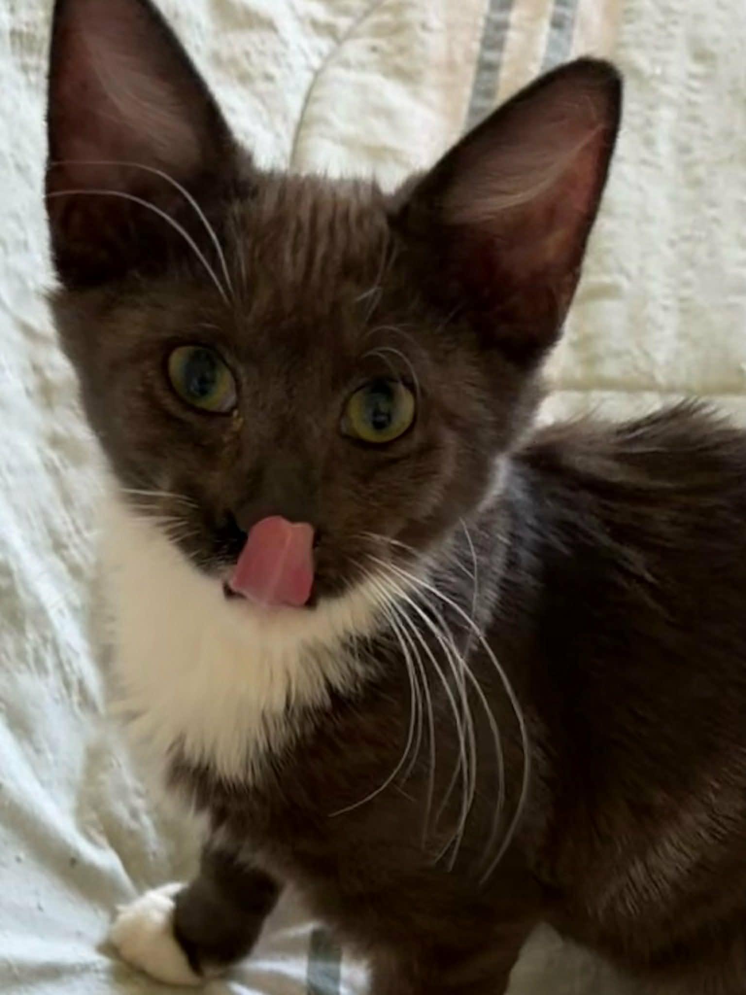 Enlarge Jelly, a Adoptable Domestic Medium Hair in Parlier, CA image 4/6