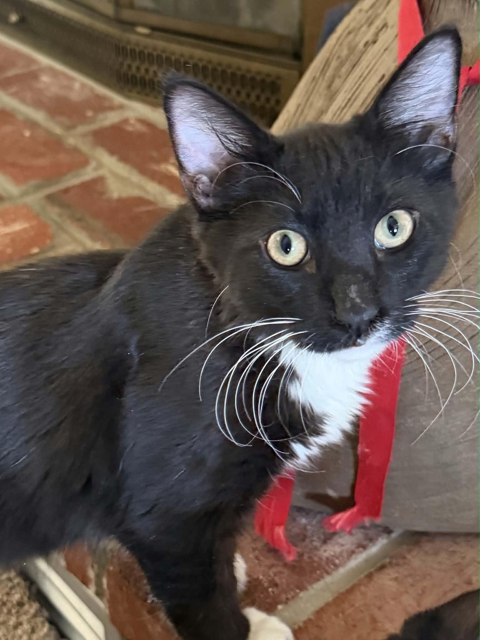 Enlarge Jelly, a Adoptable Domestic Medium Hair in Parlier, CA image 5/6
