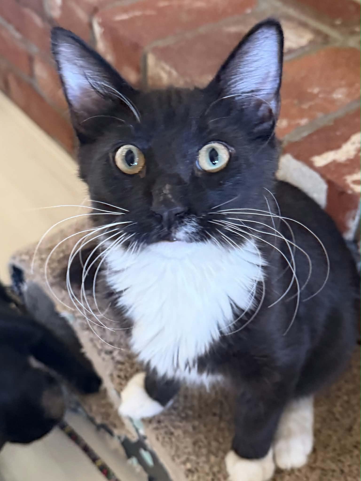 Enlarge Jelly, a Adoptable Domestic Medium Hair in Parlier, CA image 6/6