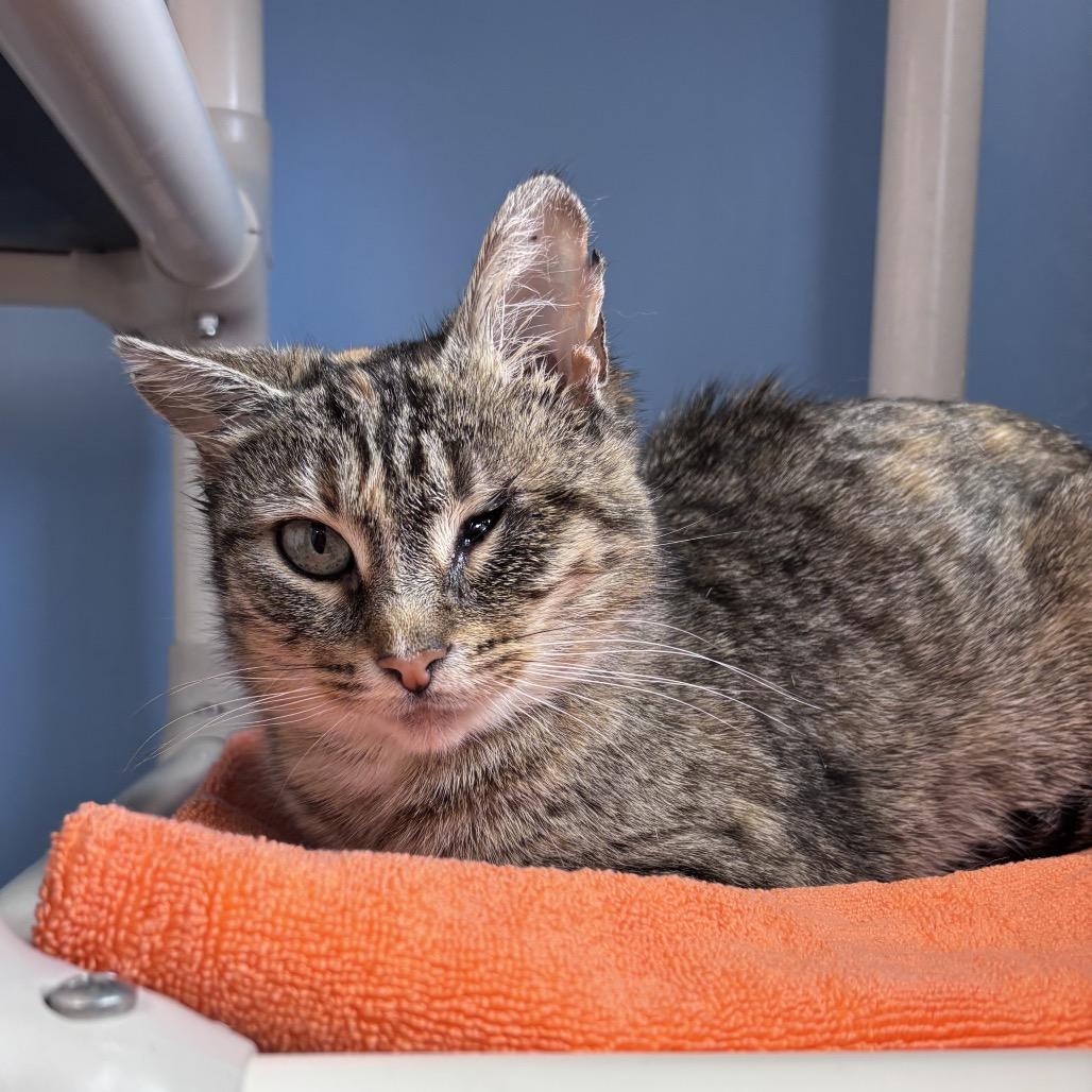 Enlarge Darla, a Adoptable Domestic Short Hair in Oneonta, NY image 1/3