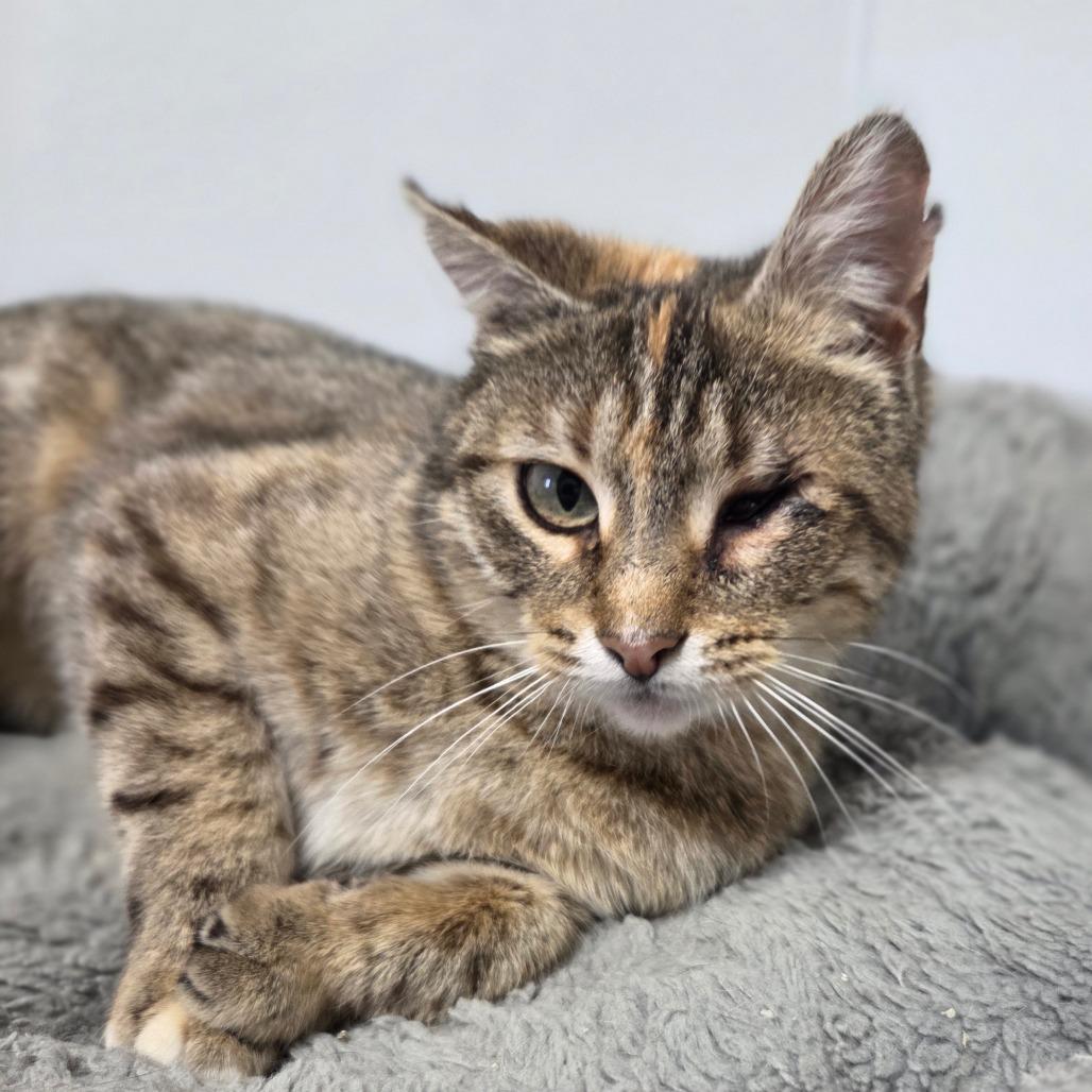 Enlarge Darla, a Adoptable Domestic Short Hair in Oneonta, NY image 2/6