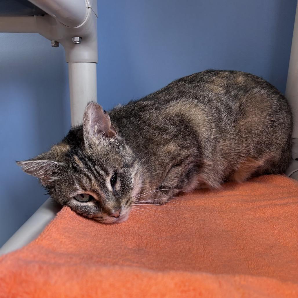 Enlarge Darla, a Adoptable Domestic Short Hair in Oneonta, NY image 2/3