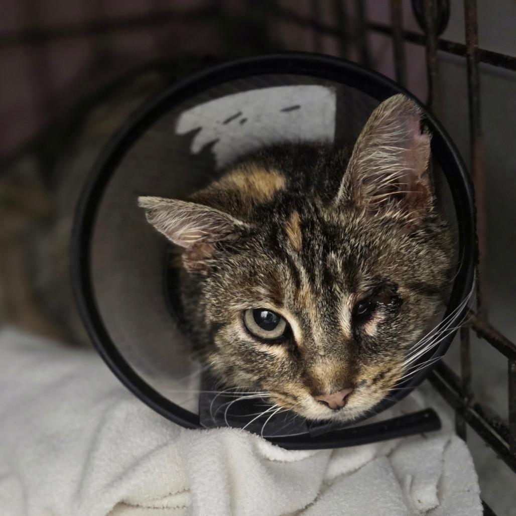 Enlarge Darla, a Adoptable Domestic Short Hair in Oneonta, NY image 3/3