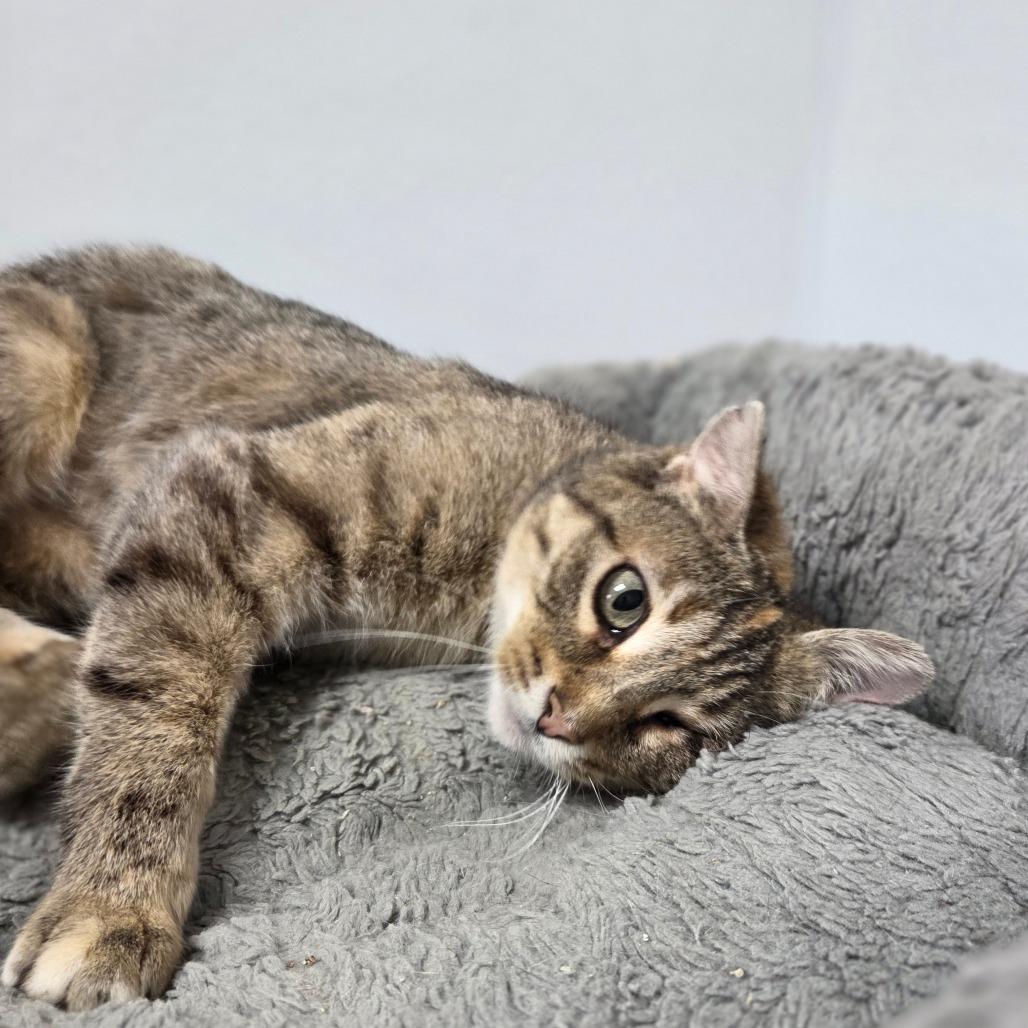 Enlarge Darla, a Adoptable Domestic Short Hair in Oneonta, NY image 6/6