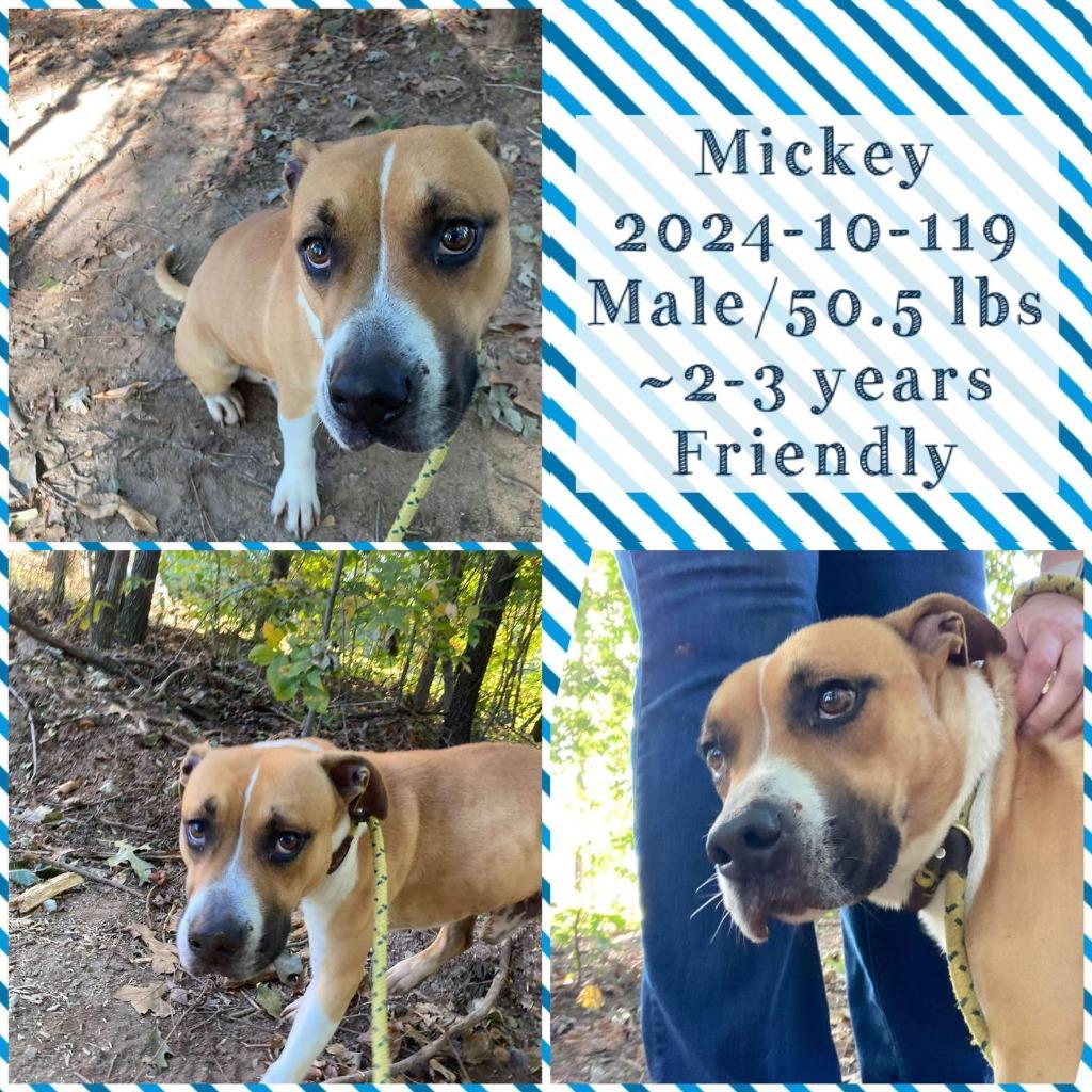 Enlarge 2024-10-119 *Mickey*, a Adoptable Pit Bull Terrier in Winder, GA image 1/1