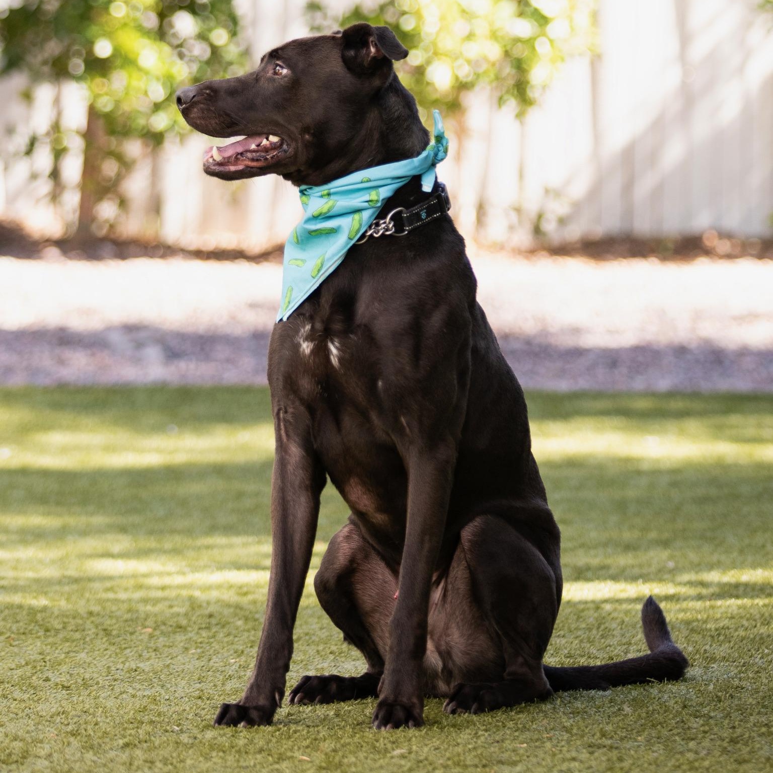 Enlarge Bisbee, a ADOPTABLE mixed breed in Scottsdale, AZ image 2/5