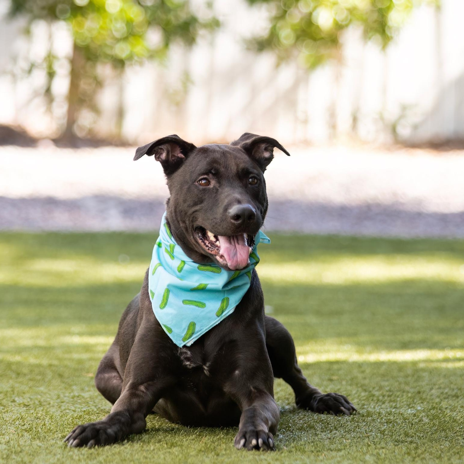 Enlarge Bisbee, a ADOPTABLE mixed breed in Scottsdale, AZ image 3/5