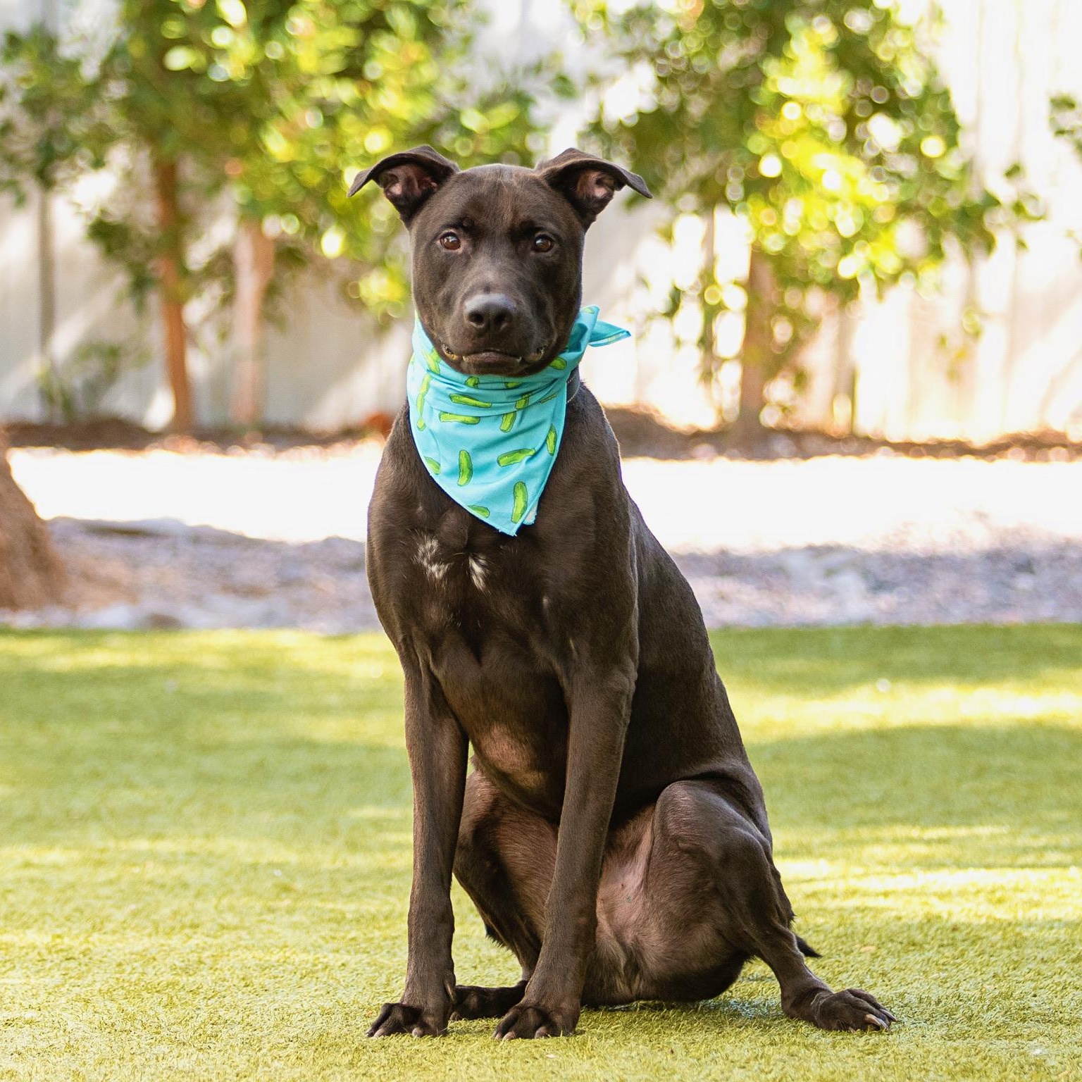 Enlarge Bisbee, a ADOPTABLE mixed breed in Scottsdale, AZ image 4/5