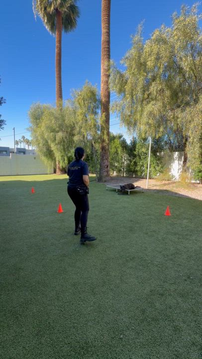 Enlarge Bisbee, a ADOPTABLE mixed breed in Scottsdale, AZ video 5/5