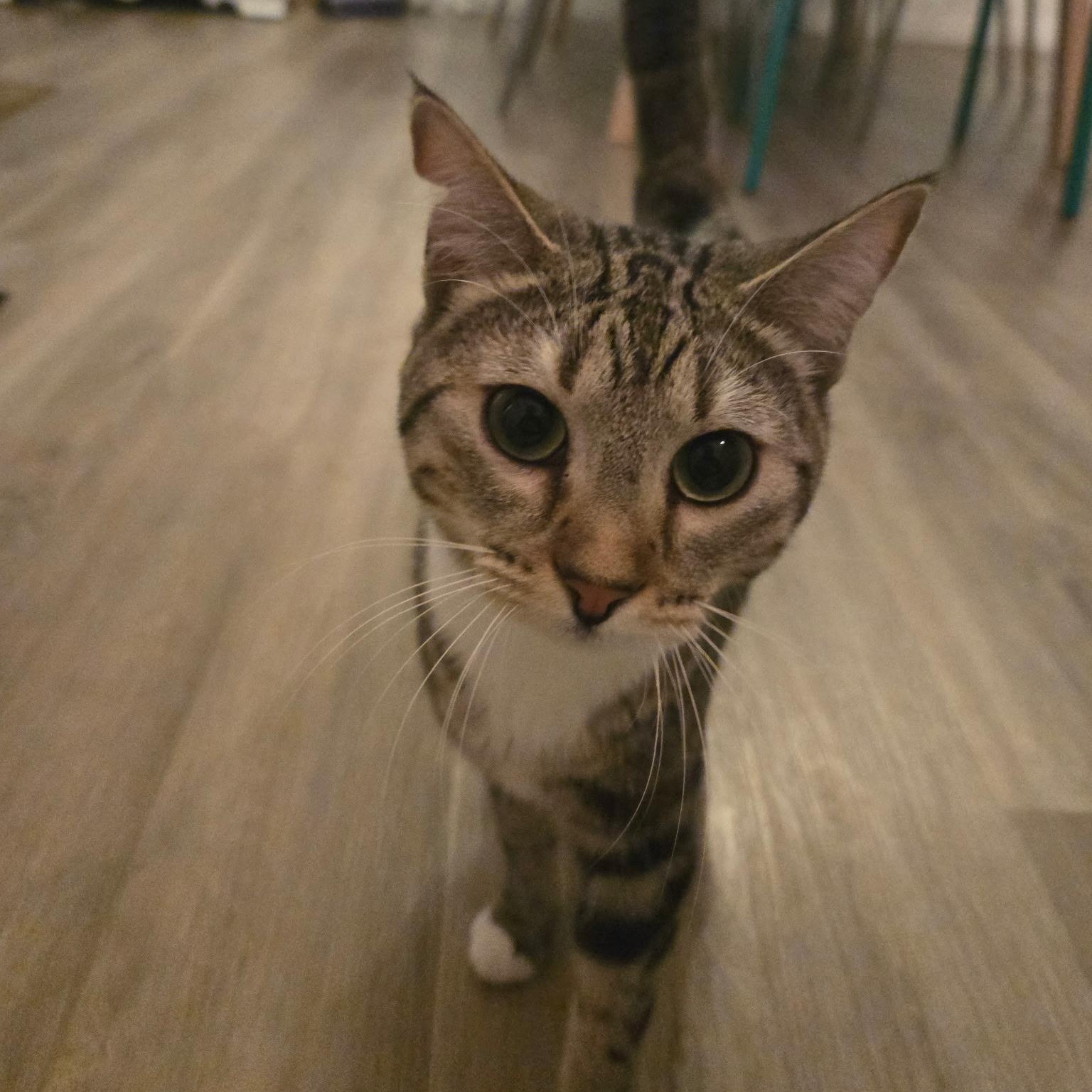 Enlarge Jenny, a ADOPTABLE Domestic Short Hair in Morden, MB image 3/6